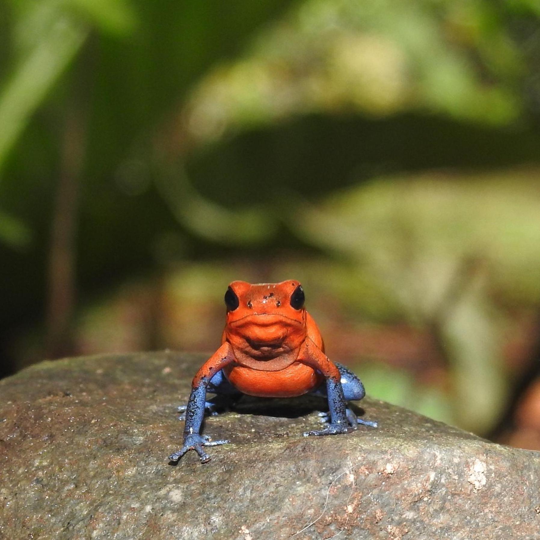 Santuario de Ranas - Explora nuestro paraíso natural