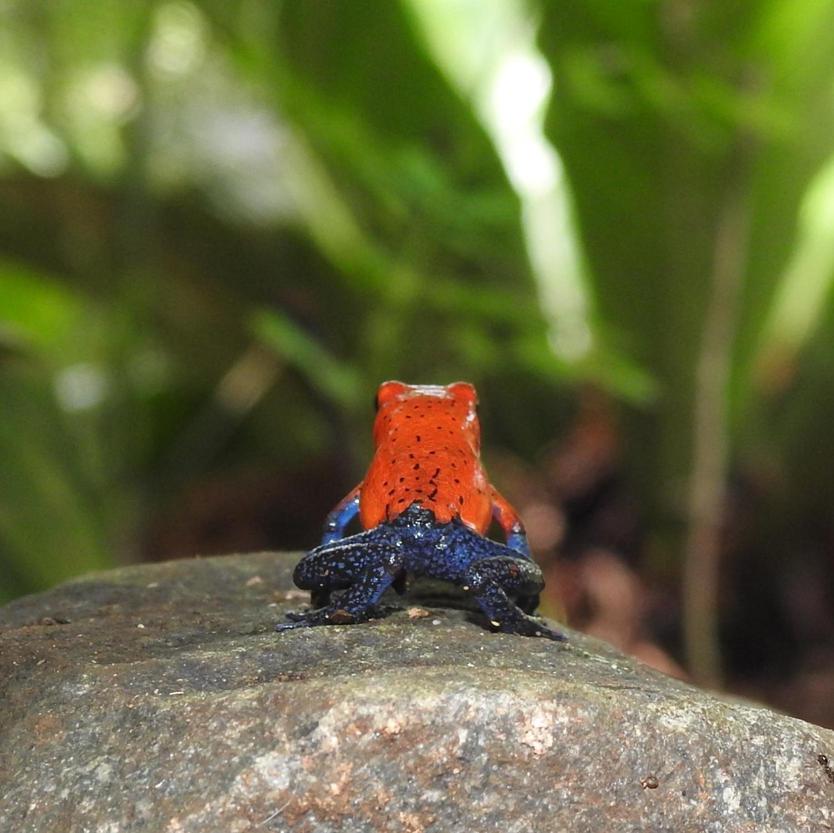 Santuario de Ranas - Explora nuestro paraíso natural