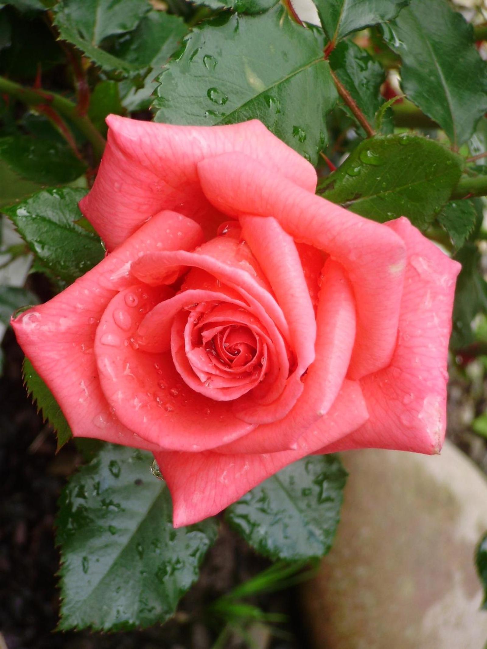 Photo 40
