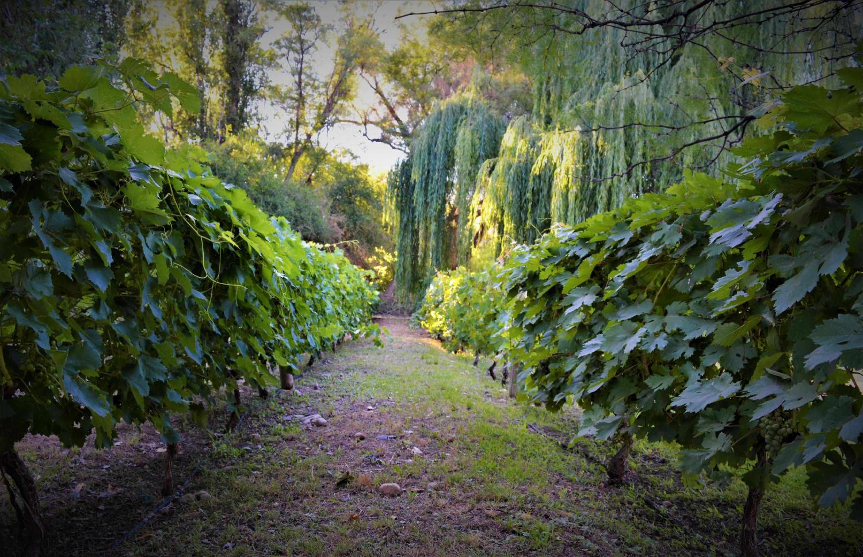 Estancia del Olivo