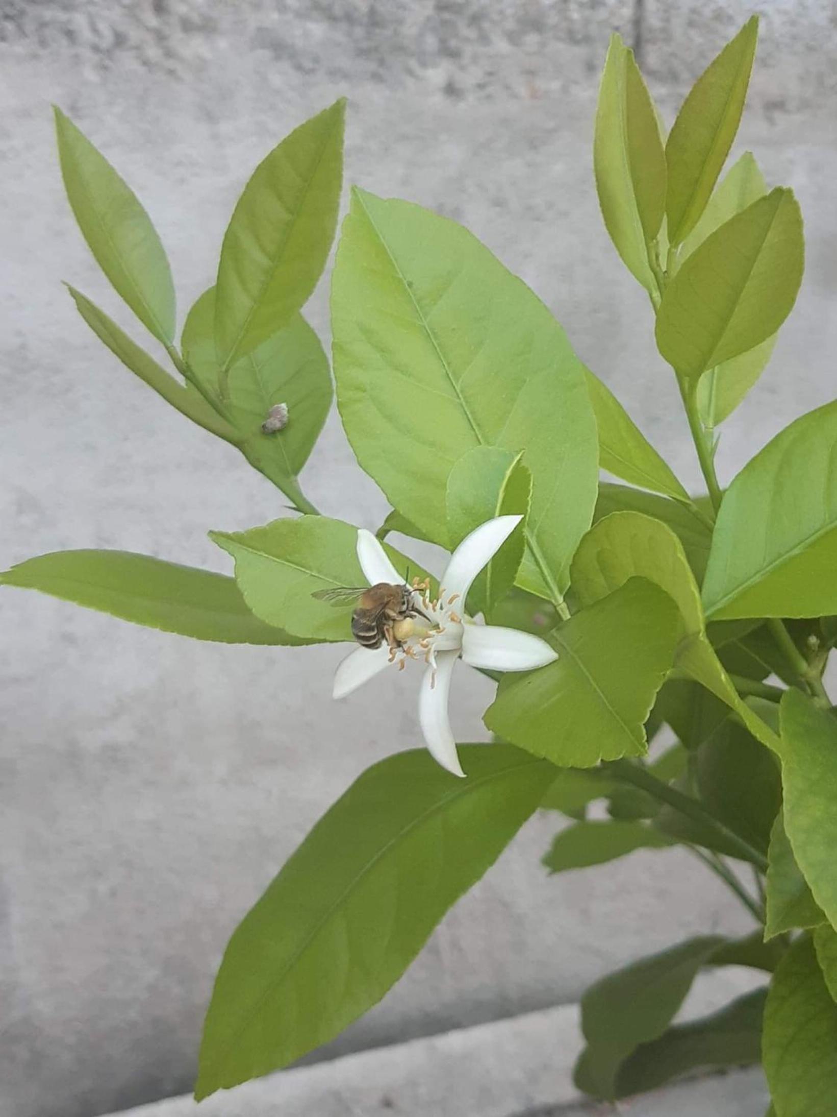 Lemon Garden view 3
