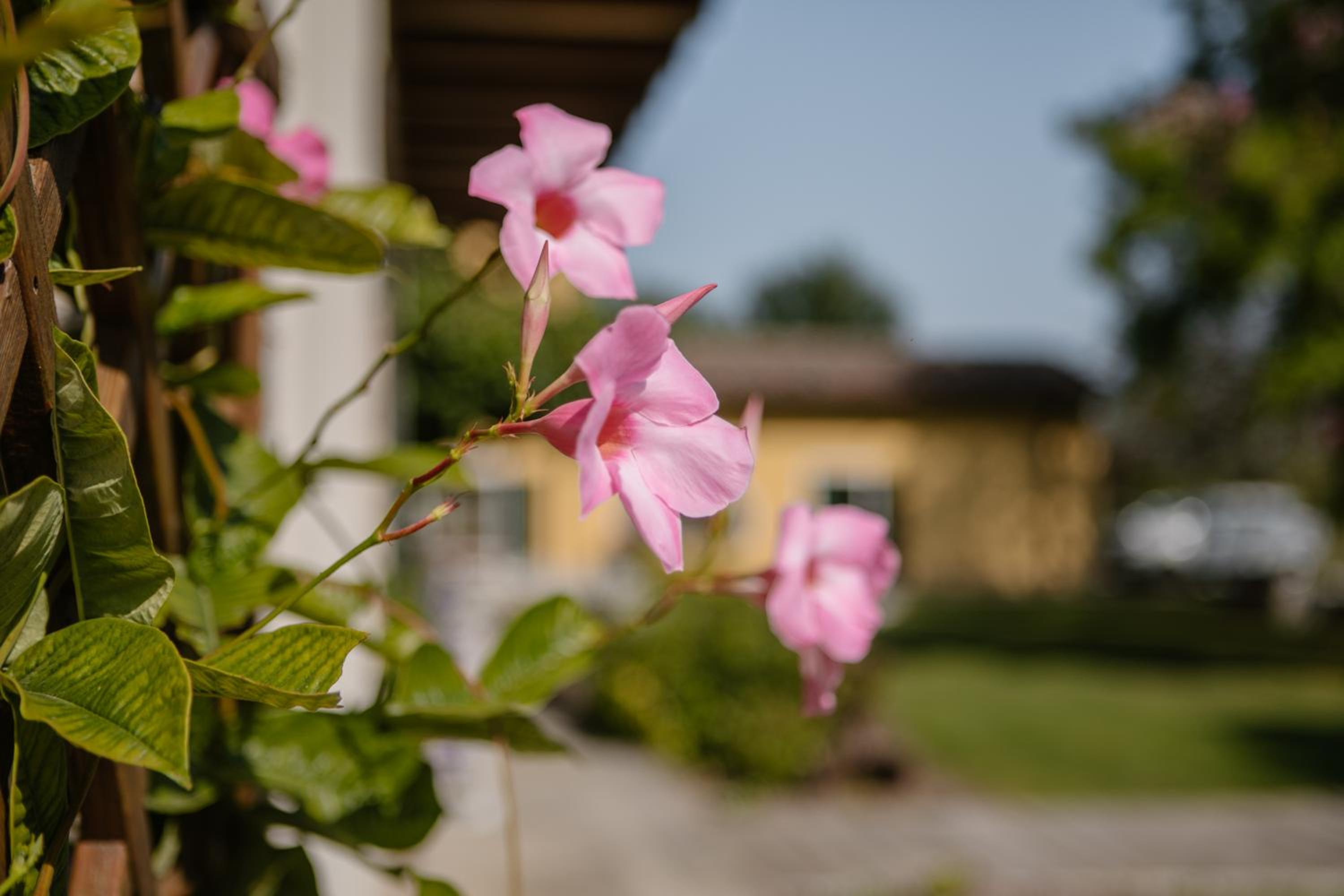 Agriturismo Albafiorita