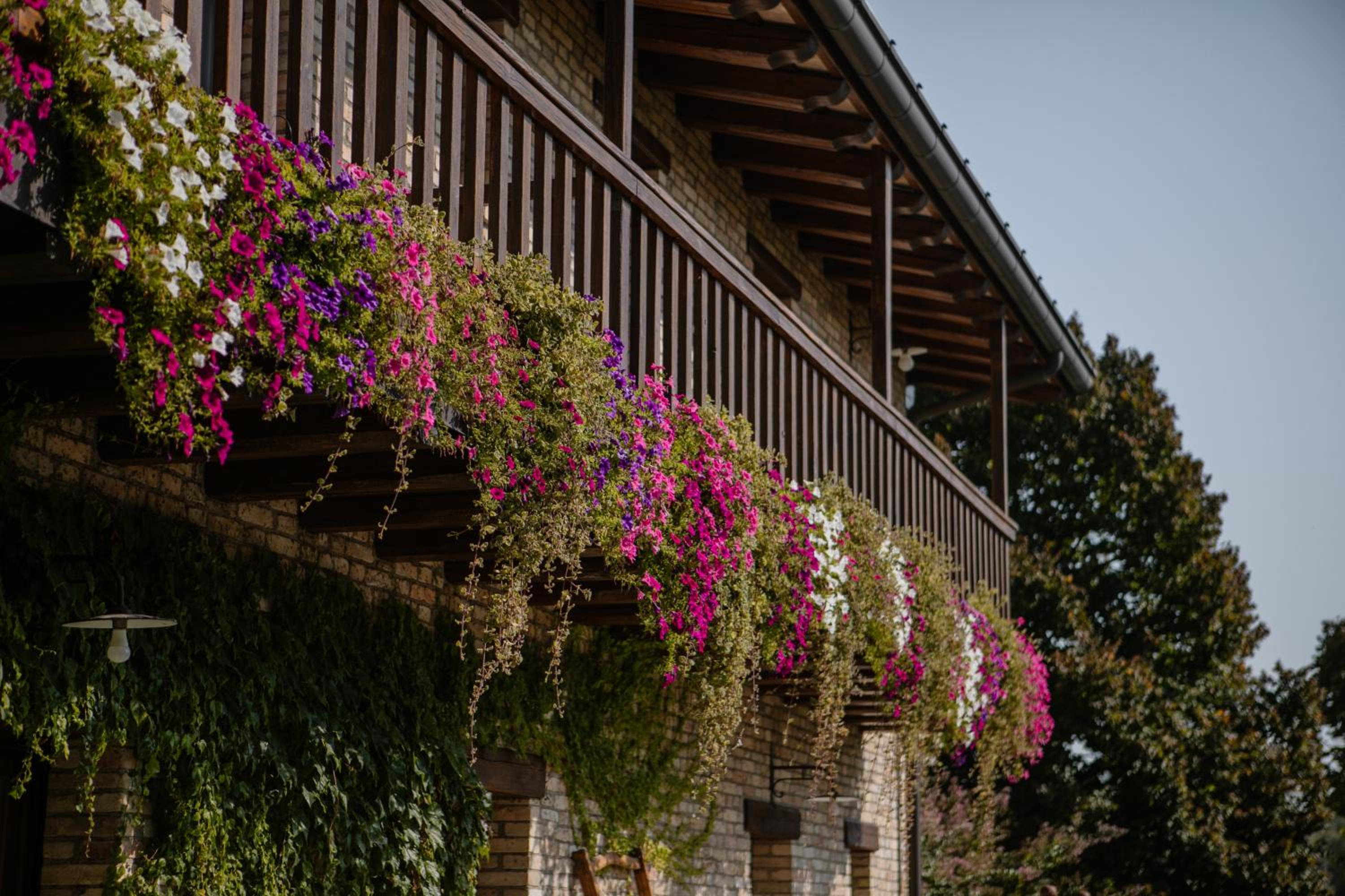 Agriturismo Albafiorita