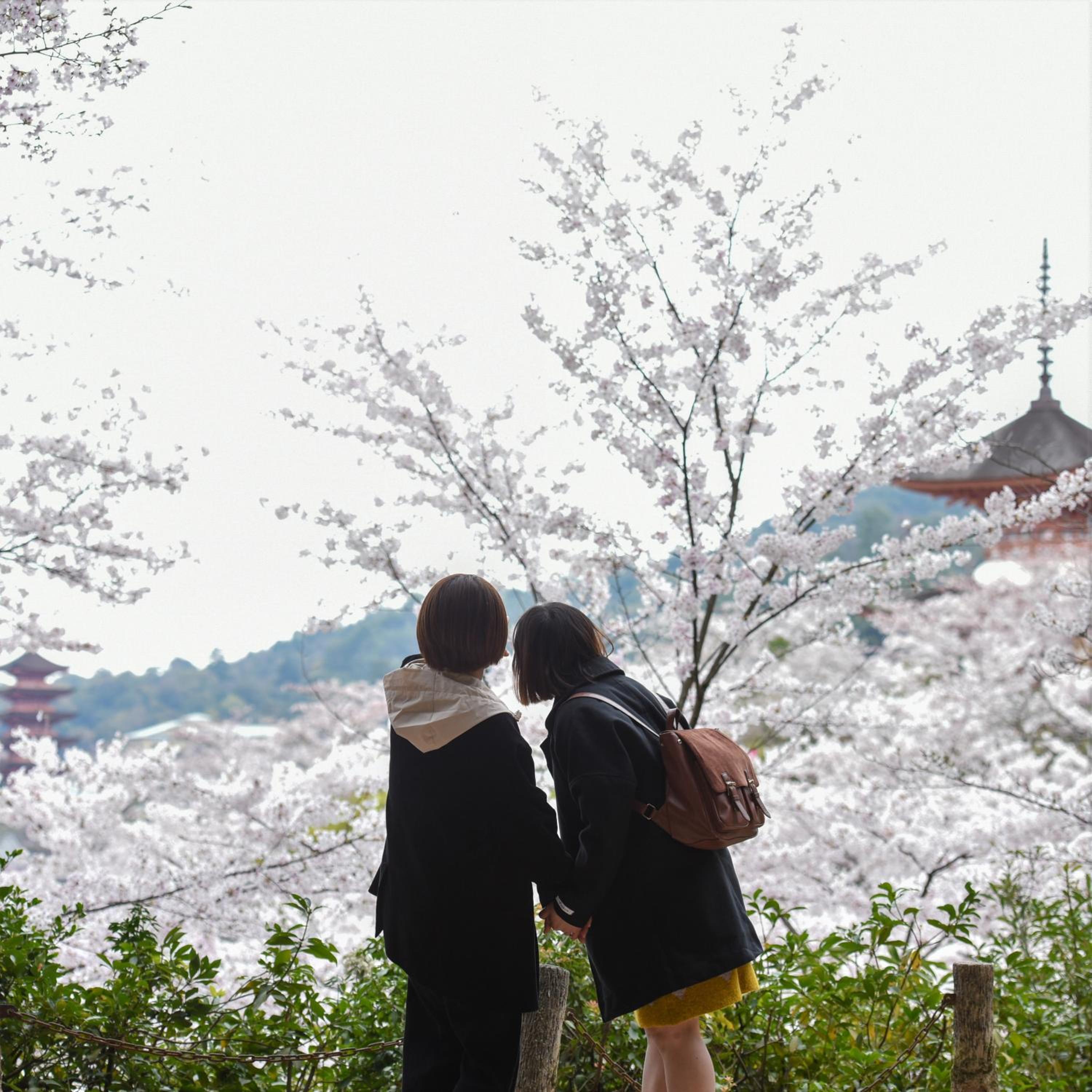 Miyajima Morinoyado