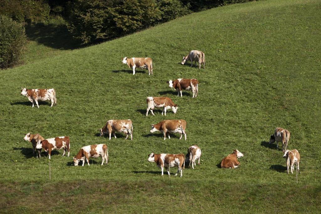 Zasserlhof Familie Bamberger