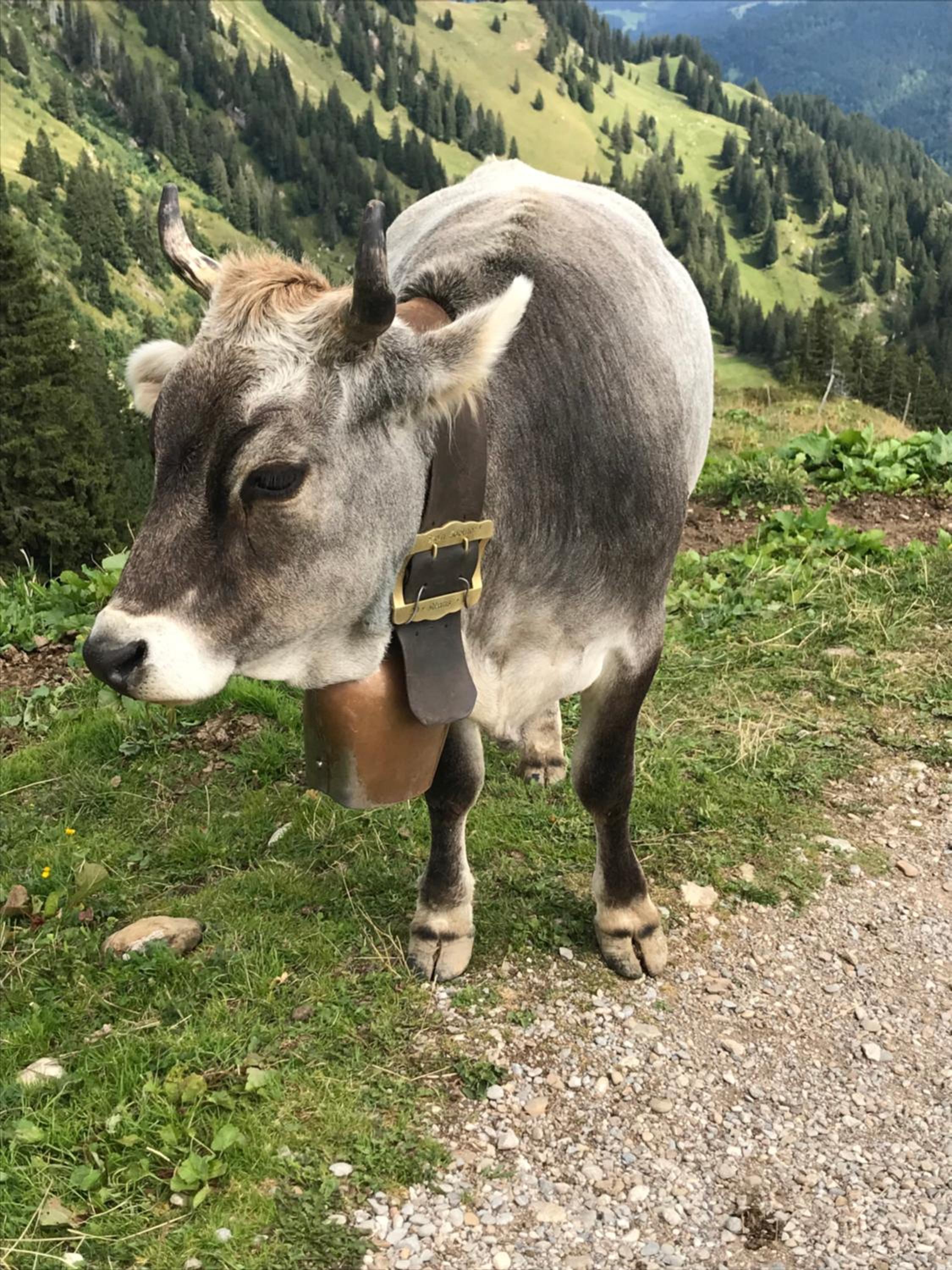 Krähenberg am Rande der Wildnis