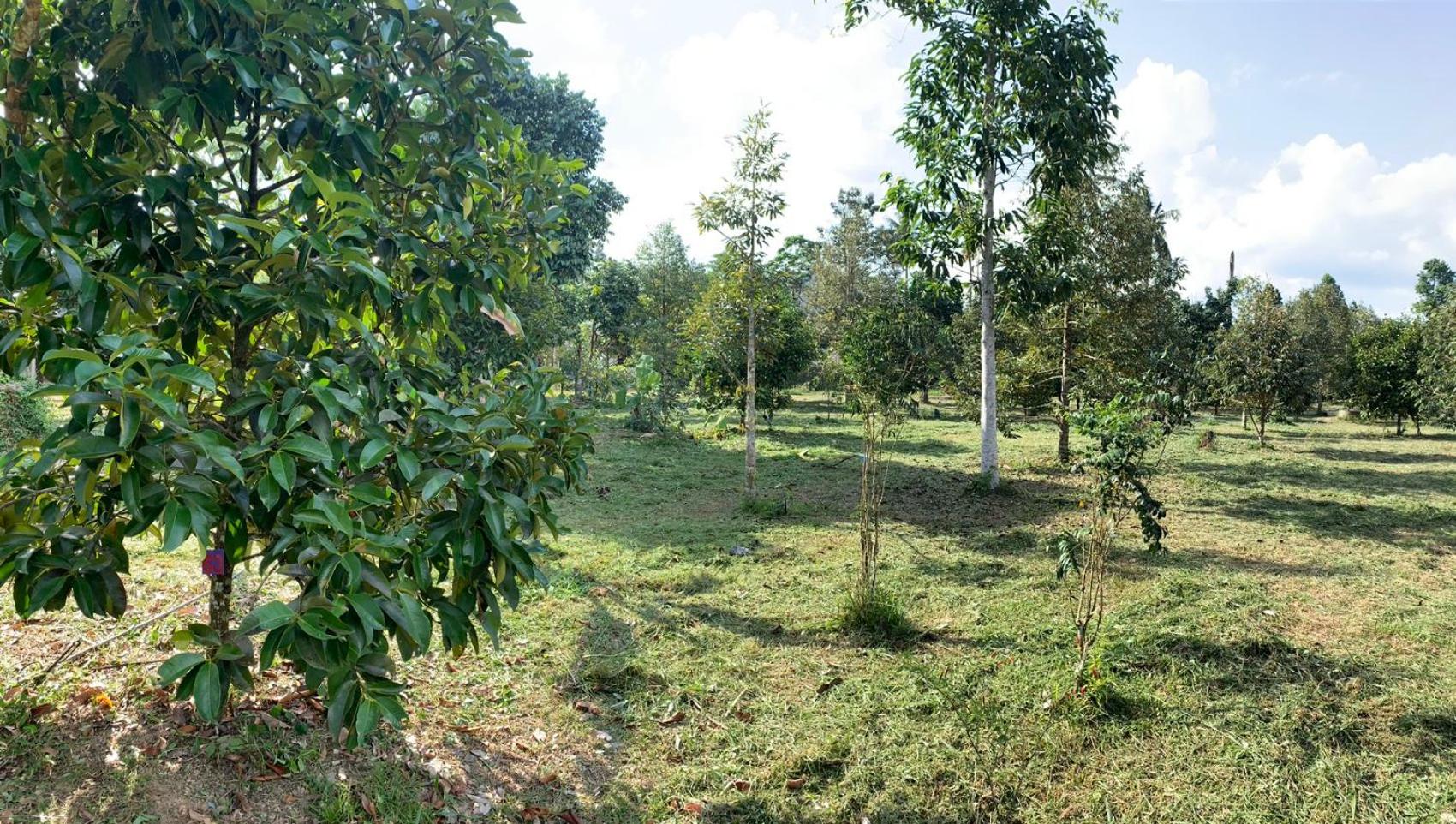 Taluangjit Resort&Garden view 4