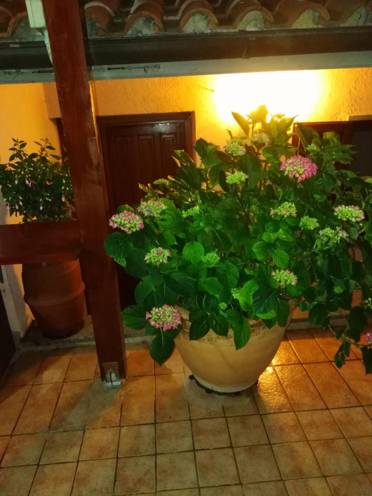 La Fenice en Montefiascone