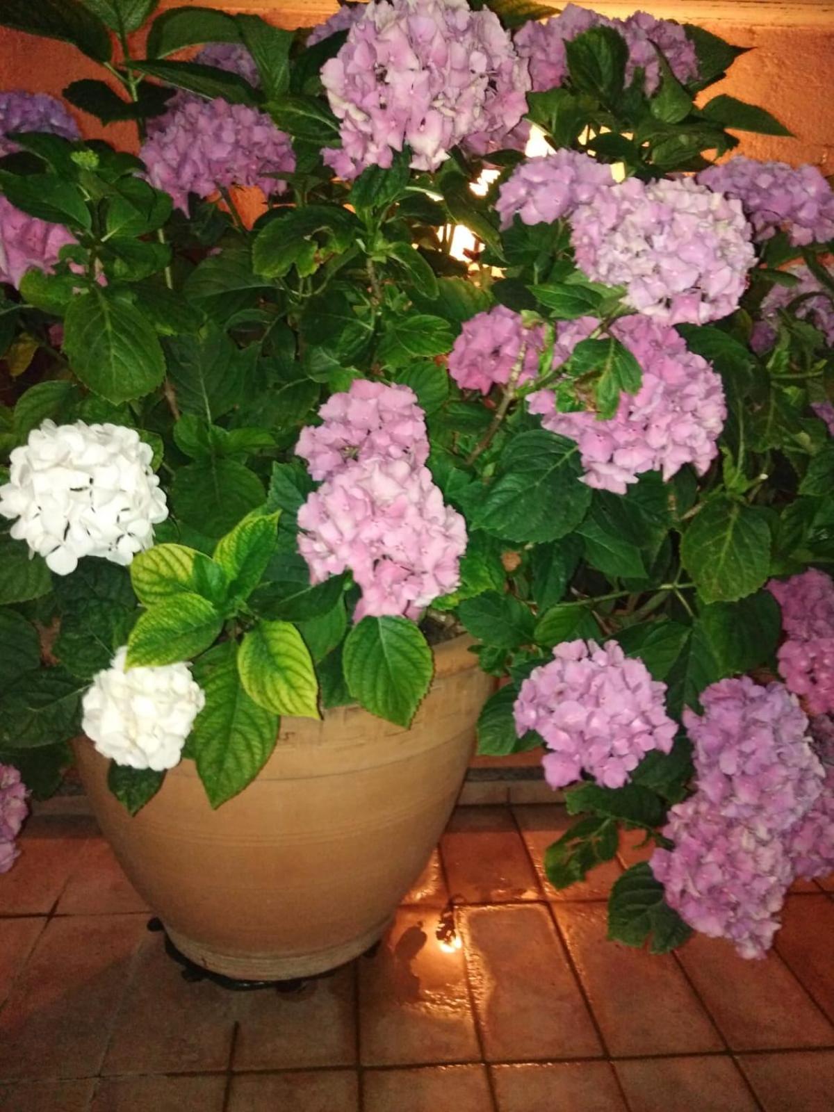La Fenice, photo 38