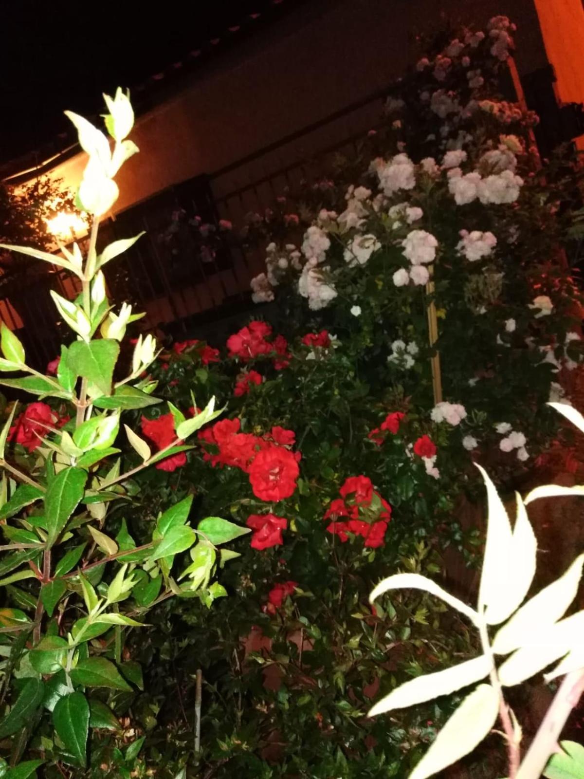 La Fenice, photo 44