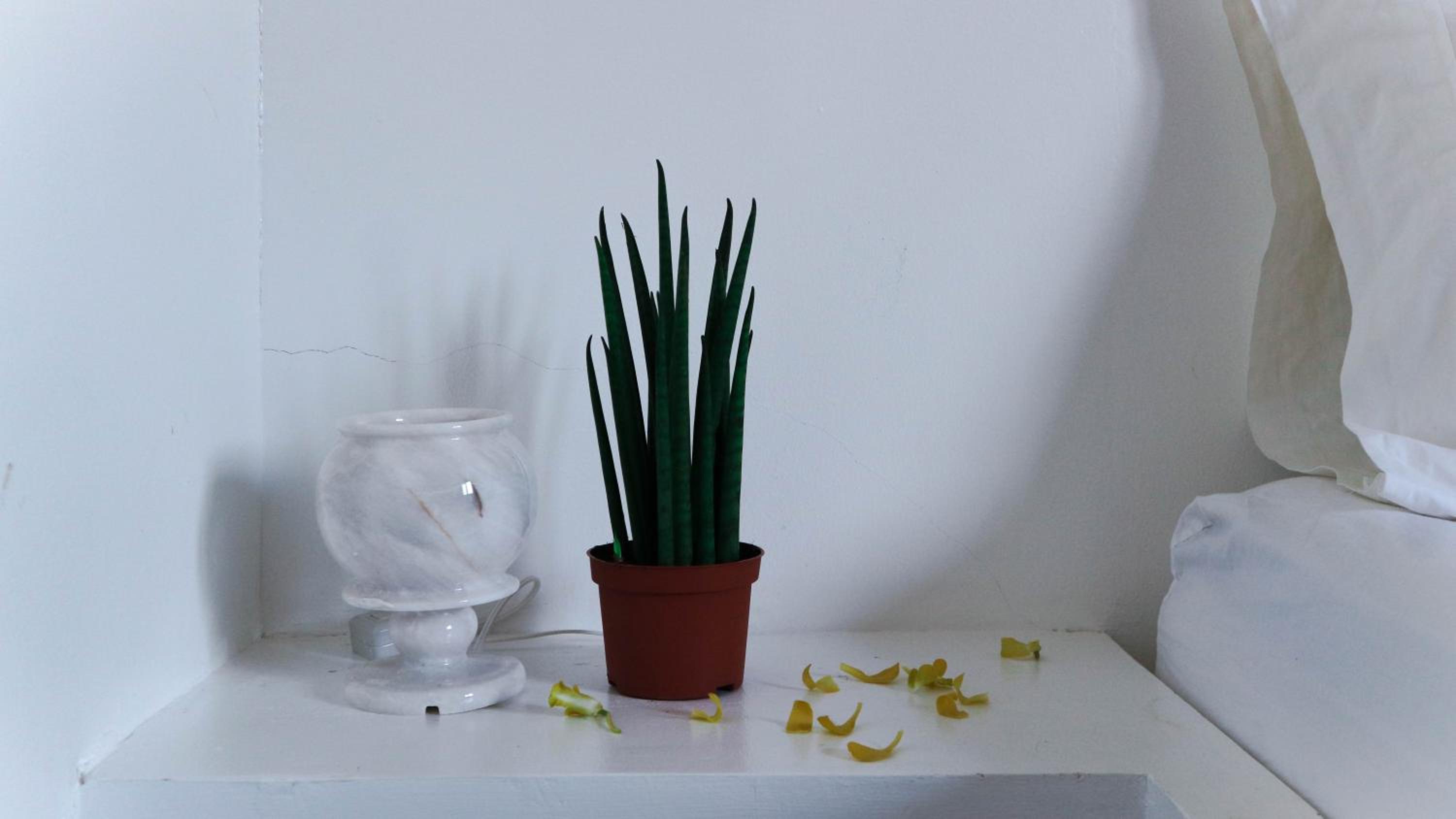 Photo 50