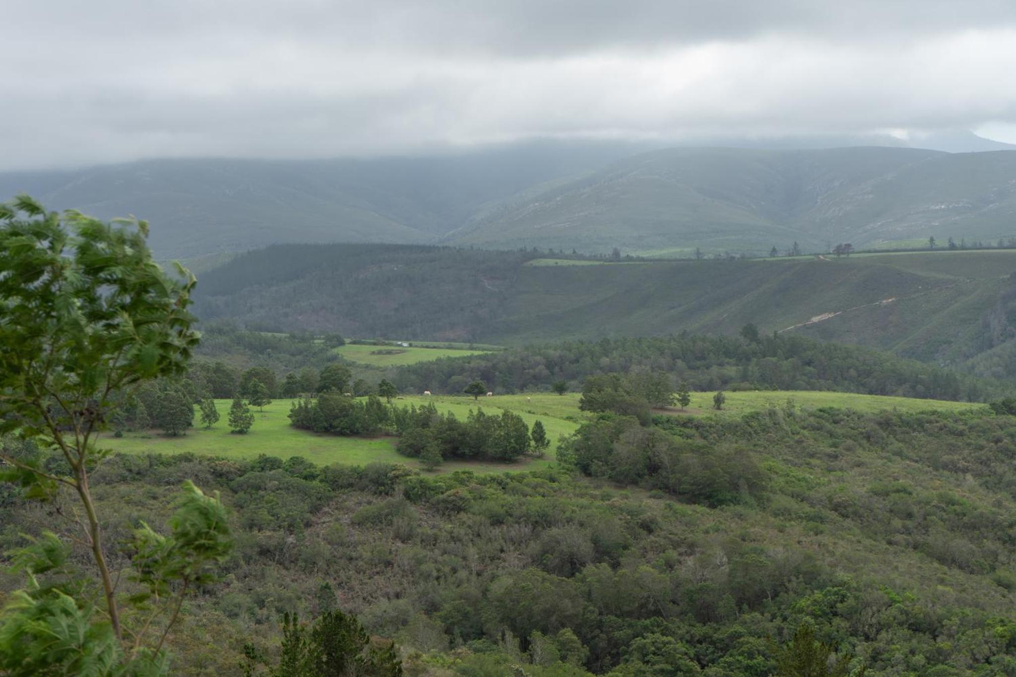 Outeniqua Moon Percheron Stud Farm