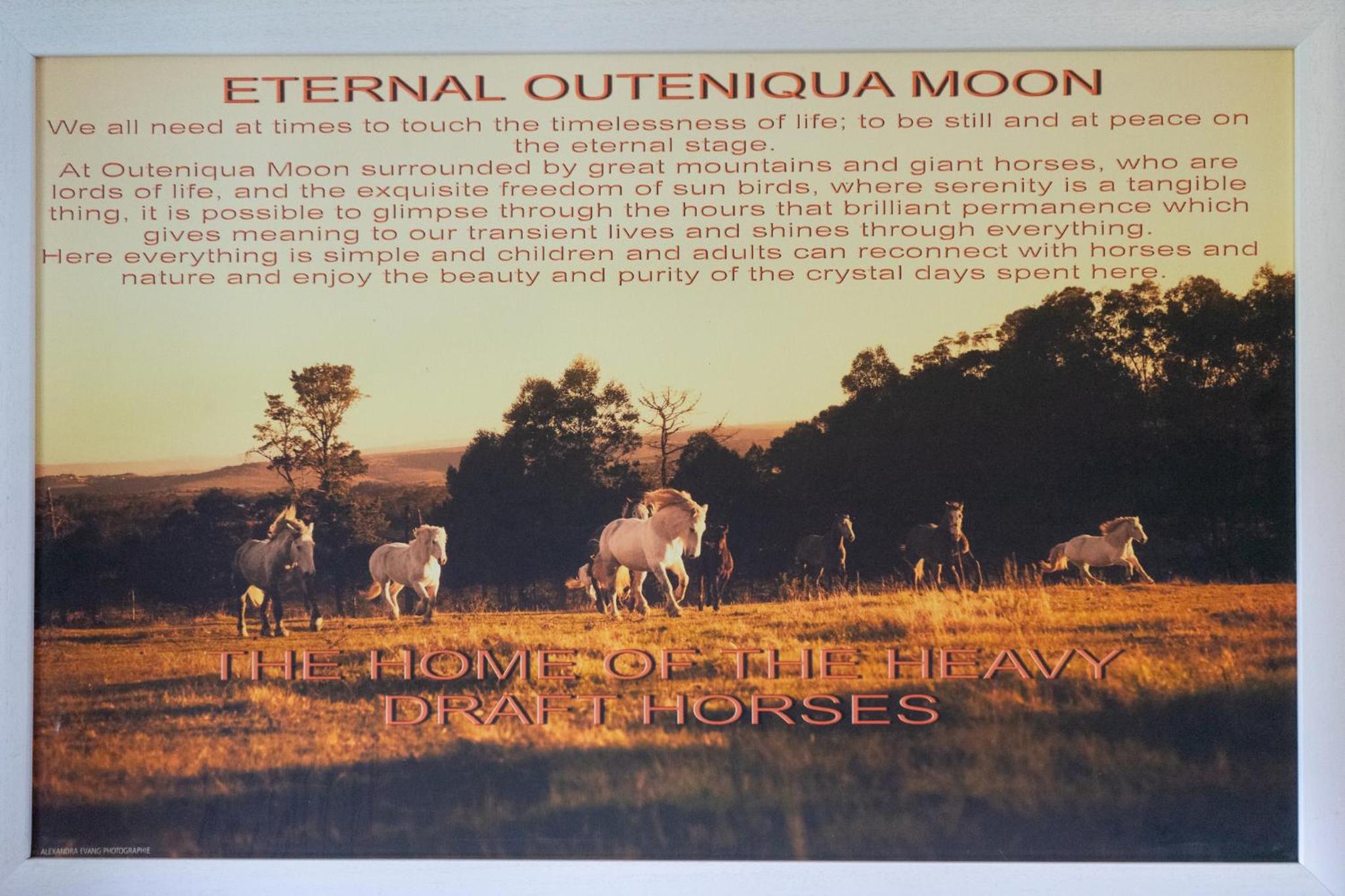 Outeniqua Moon Percheron Stud Farm