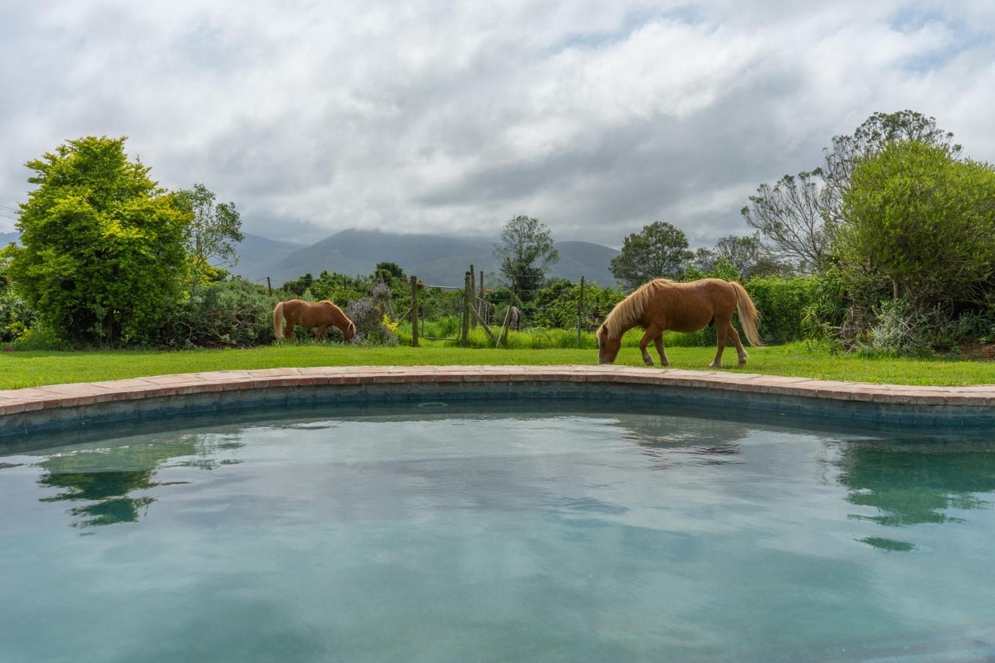Outeniqua Moon Percheron Stud Farm