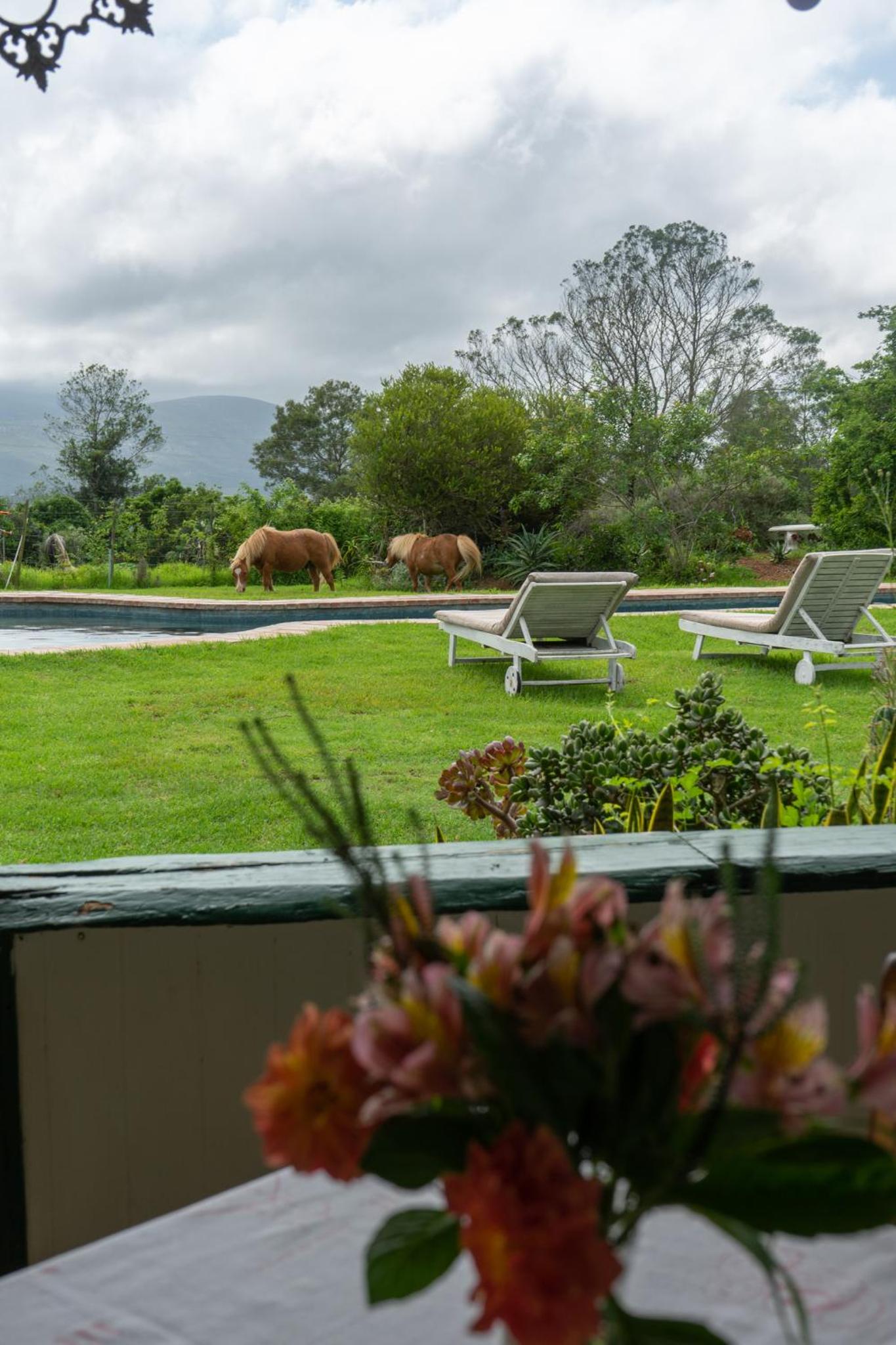 Outeniqua Moon Percheron Stud Farm