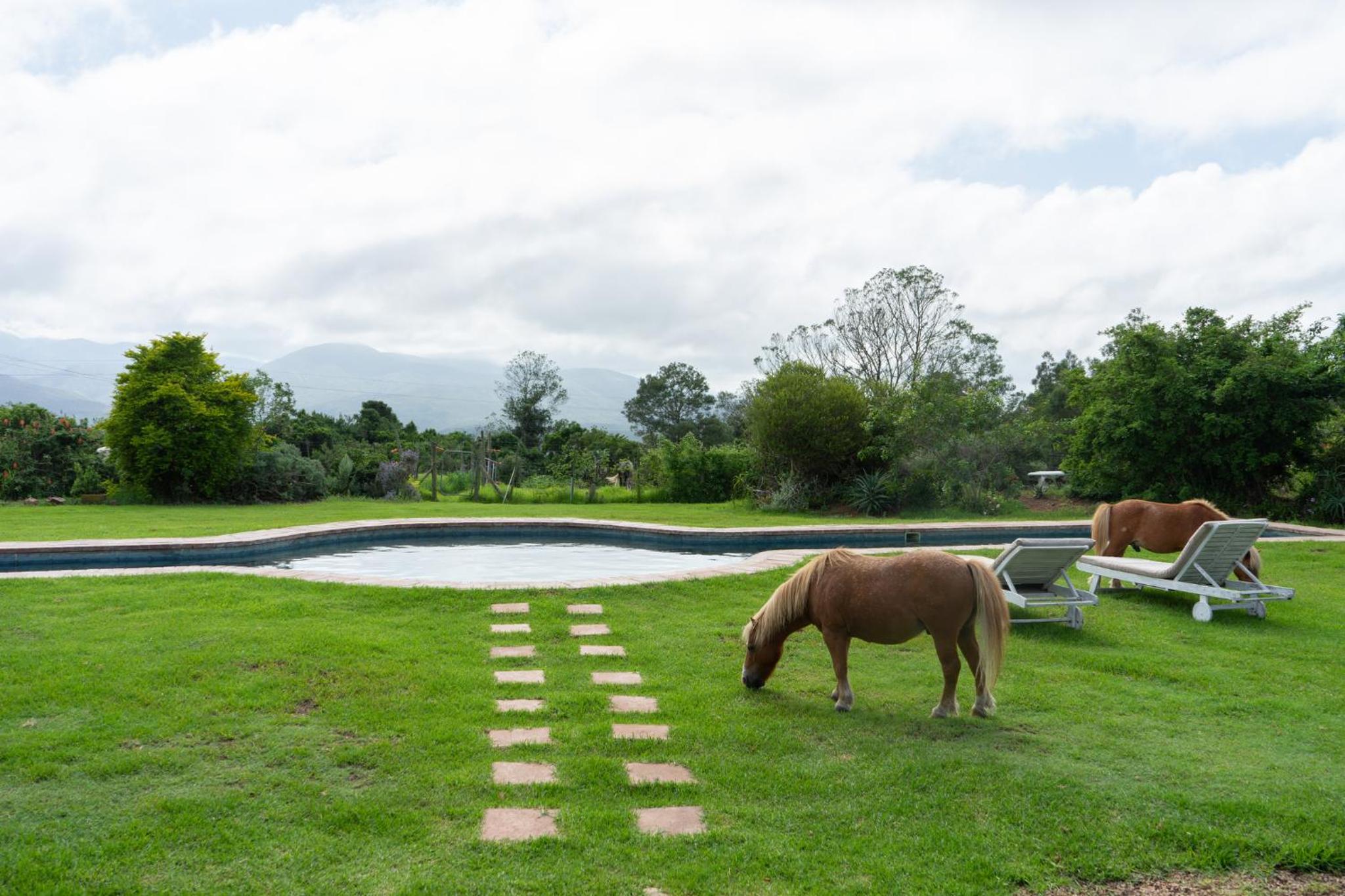 Outeniqua Moon Percheron Stud Farm