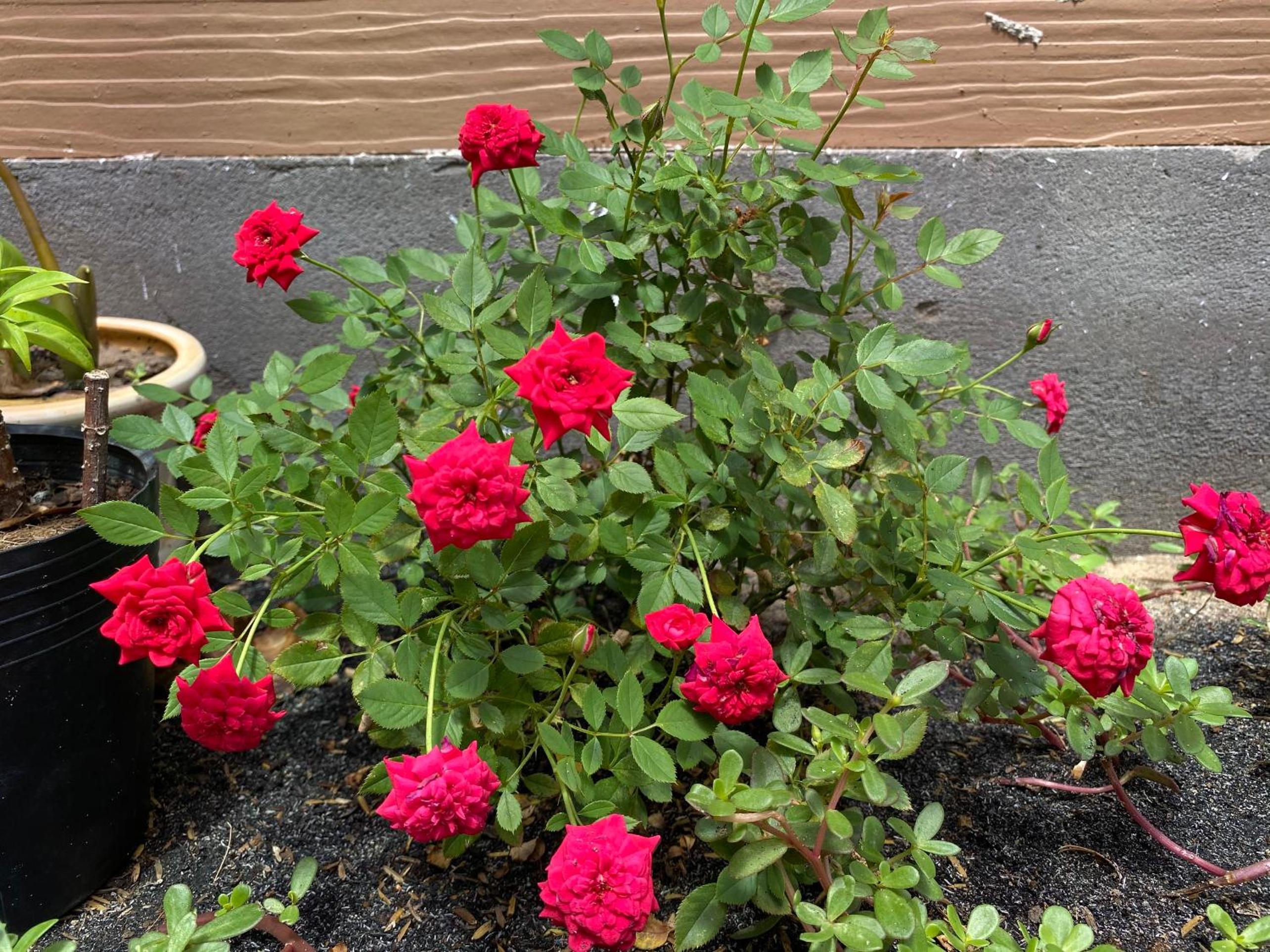 Photo 23