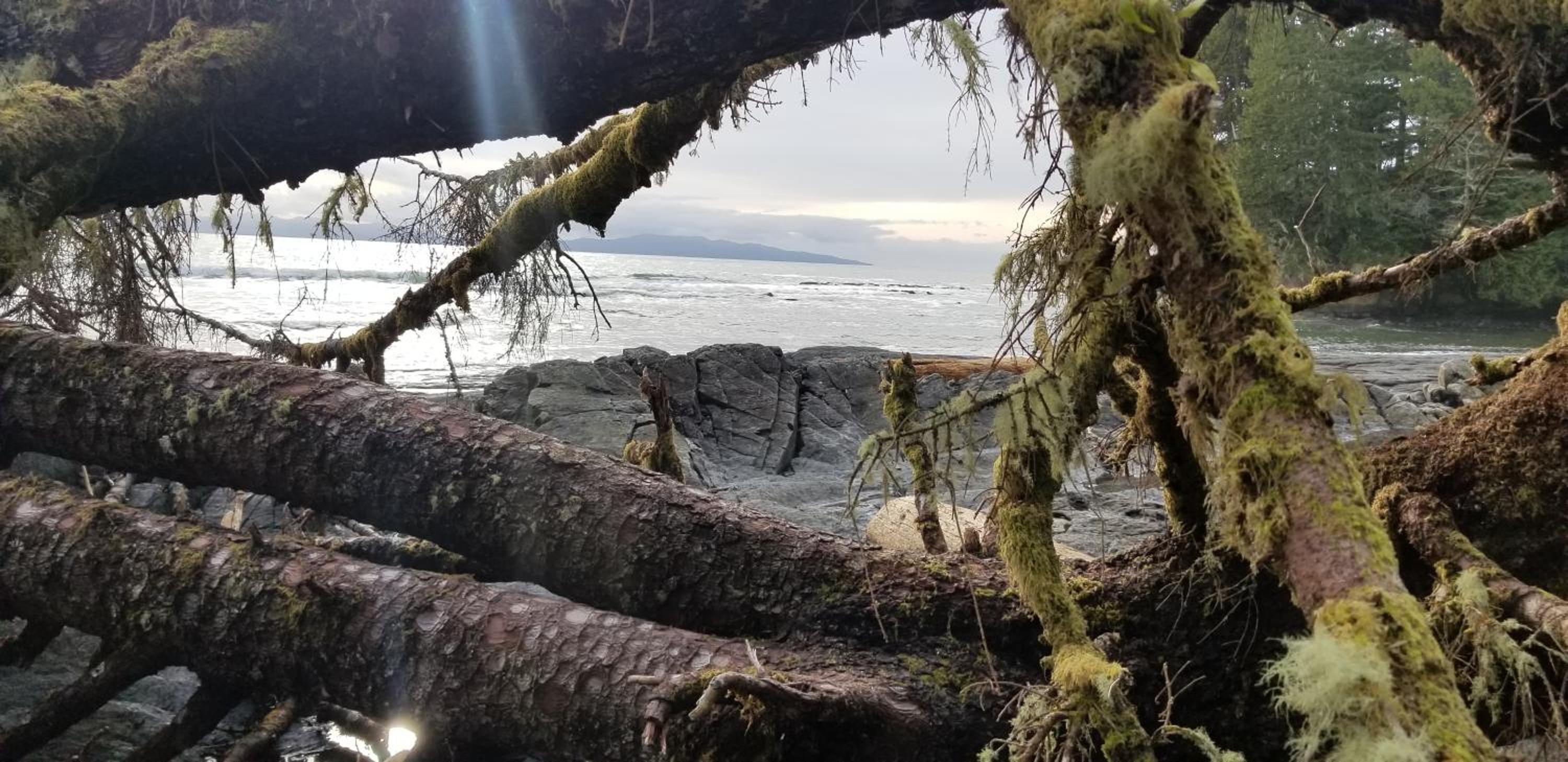 Newfie Seaside Retreat