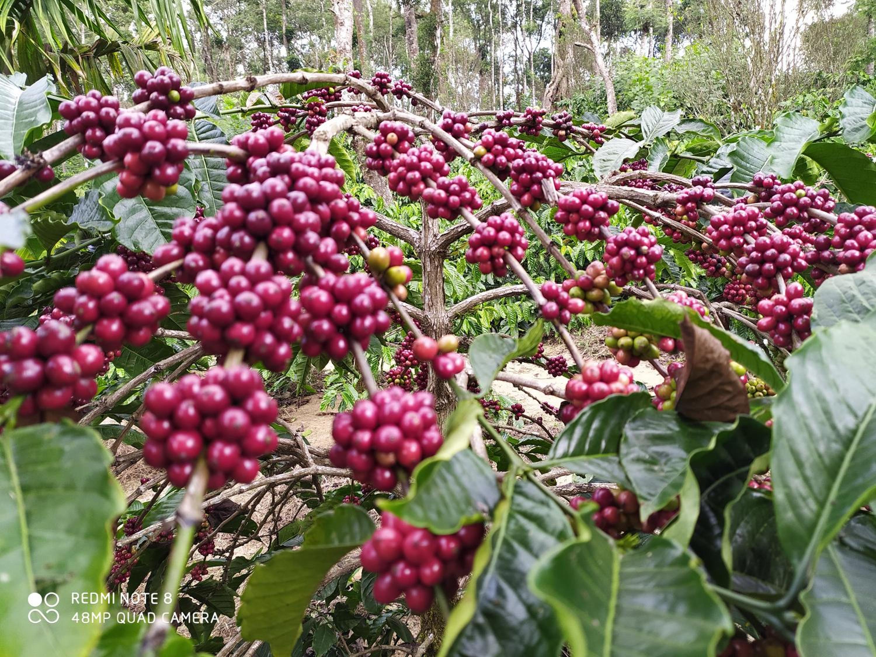 COFFEE NEST COORG view 5