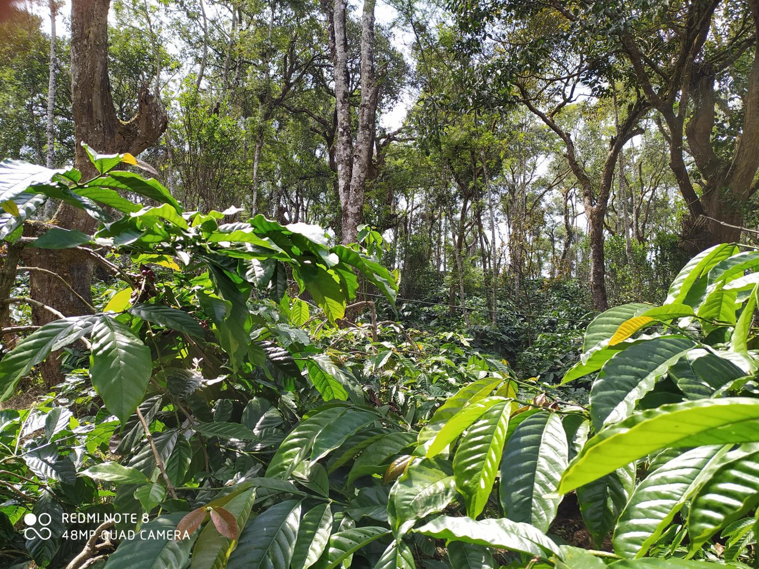 COFFEE NEST COORG view 4