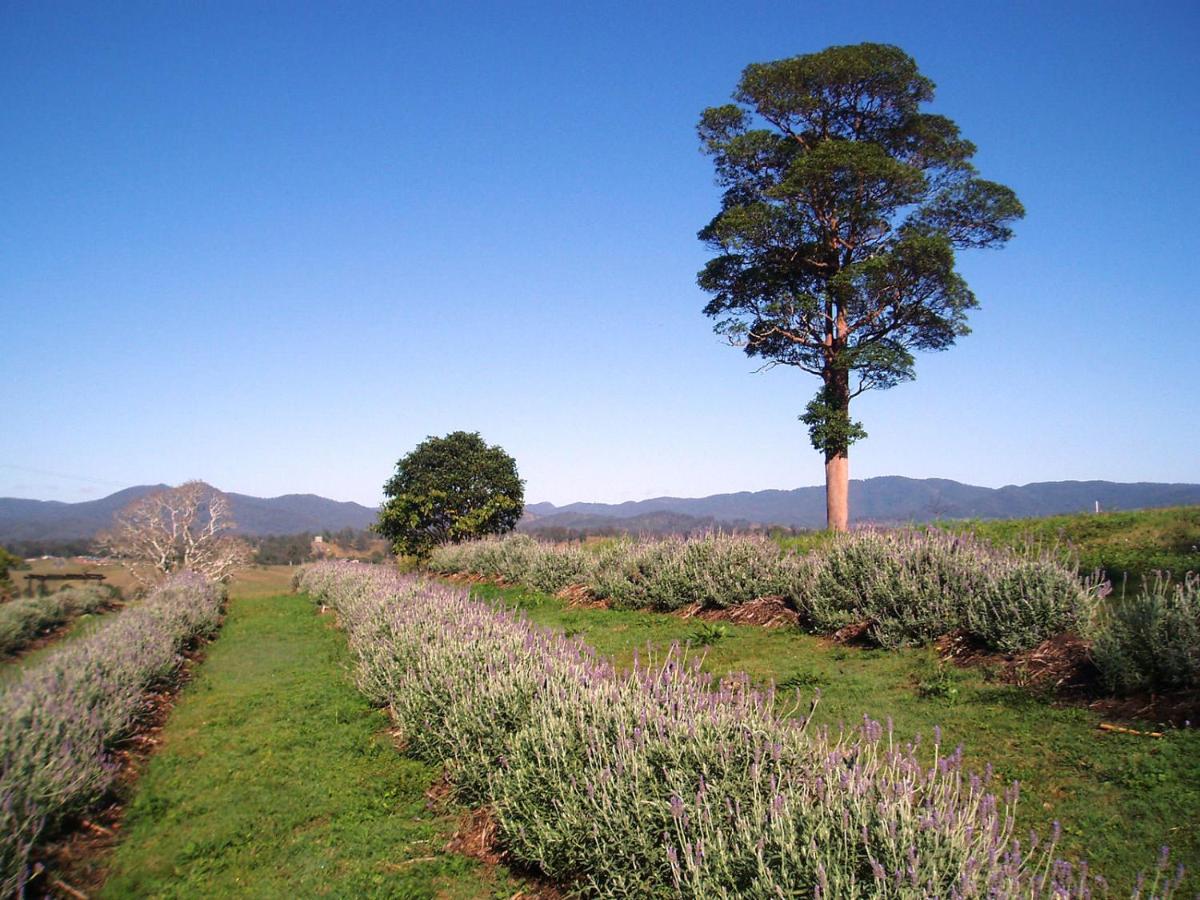 Dayboro - Blue Ridge Lavender Cottage