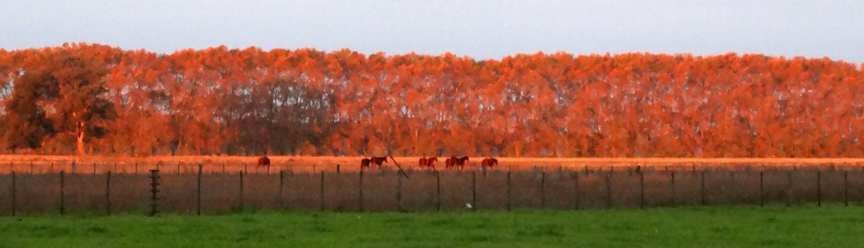 Estancia Los Patos