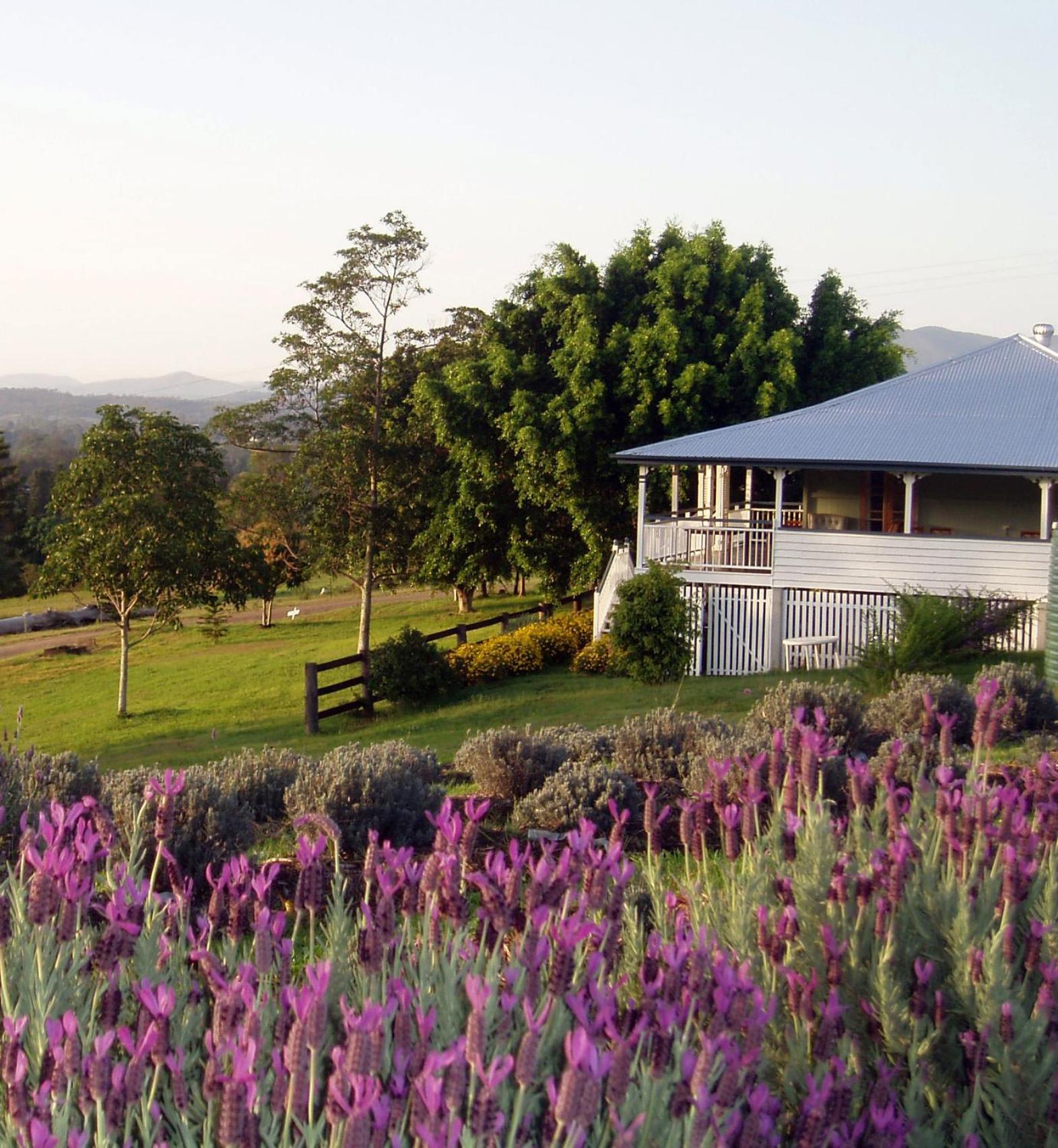 Dayboro - Blue Ridge Lavender Cottage