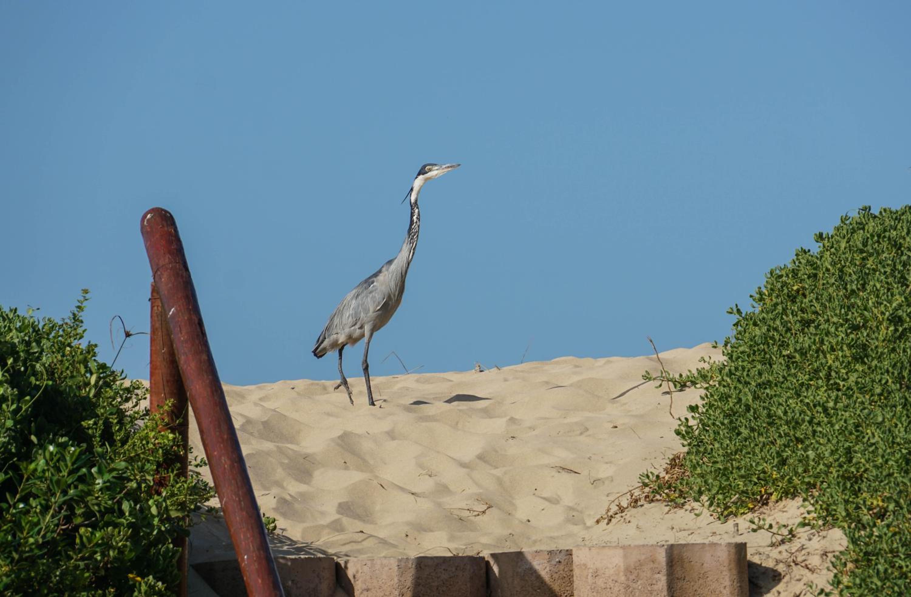 The Gull