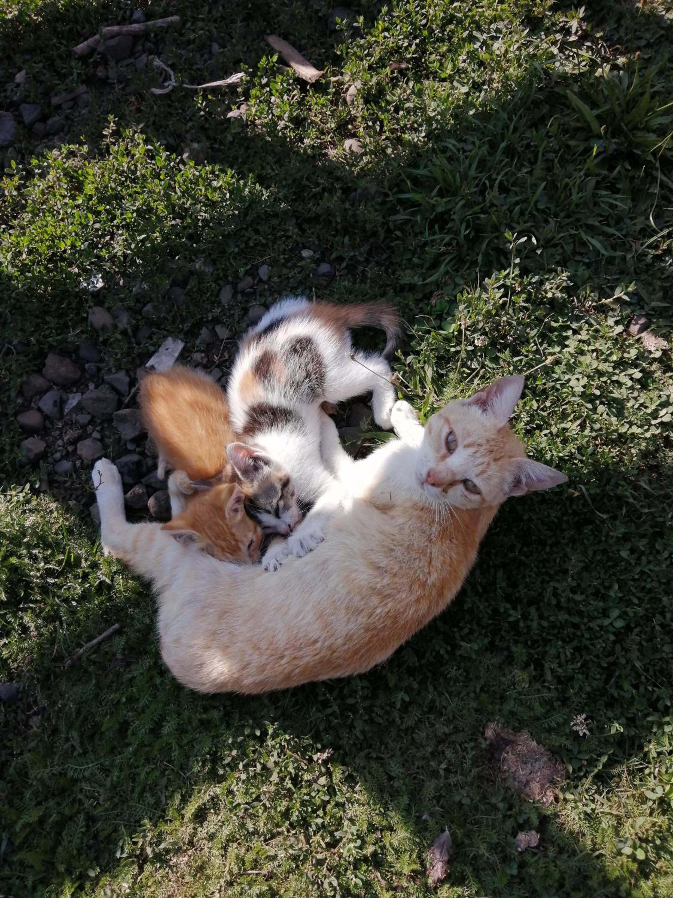 El Rincon de la Olguita