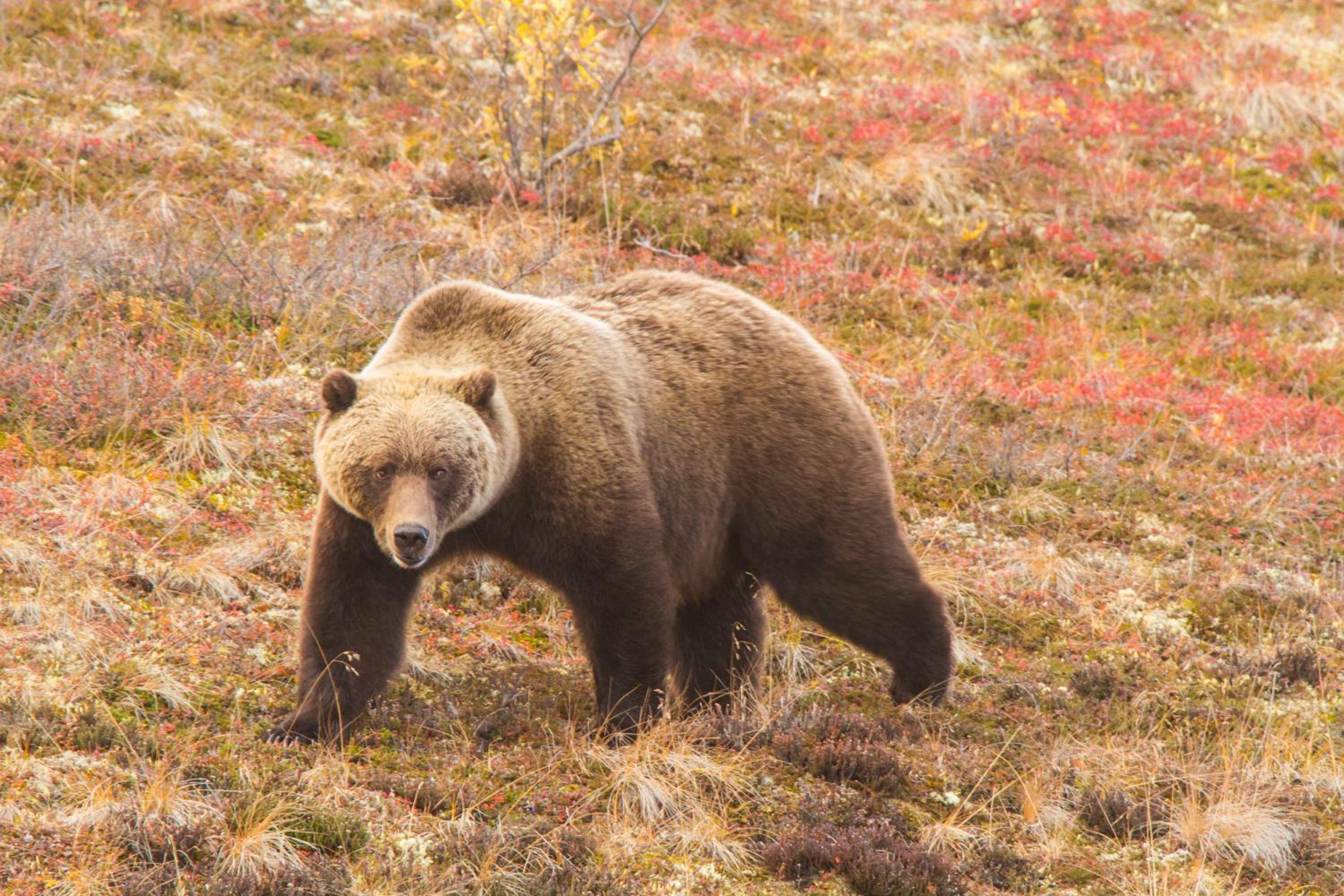 Fairbanks Vacations - Candlewood Suites - Fairbanks, an IHG Hotel - Property Image 17