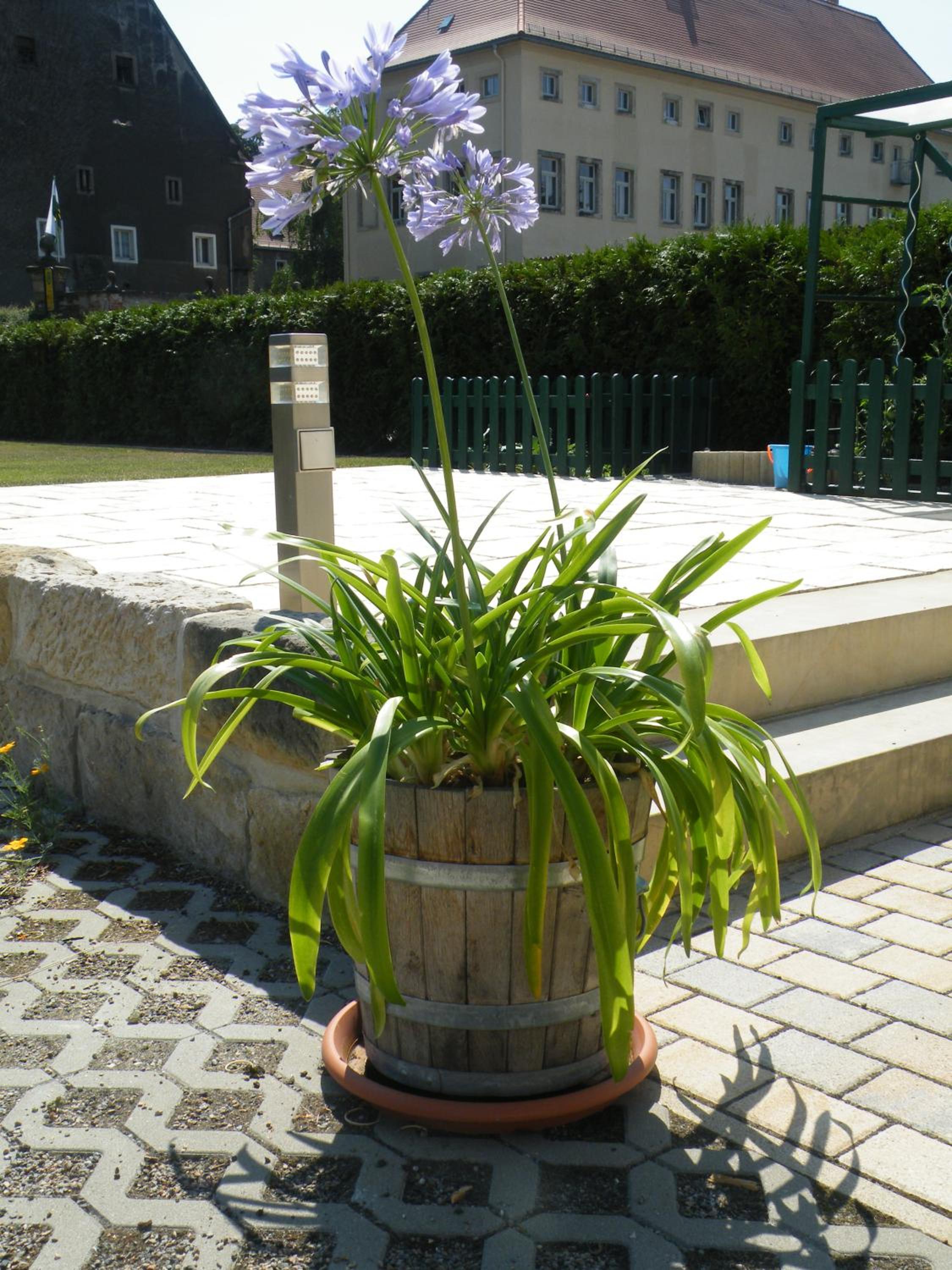 Dresden Vacations - Kaitzbach-Idylle - Property Image 5