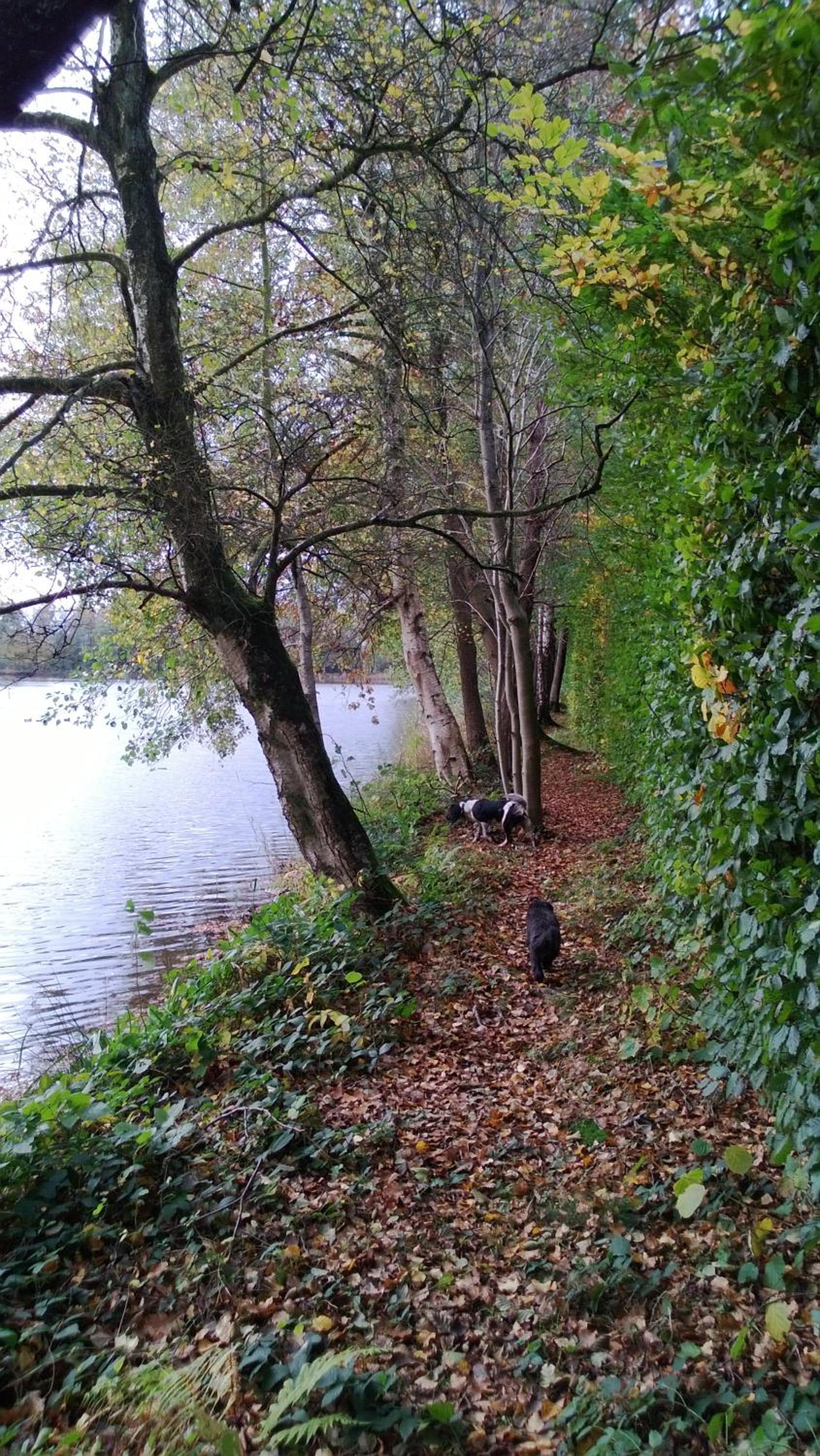 La cabane sur l'eau