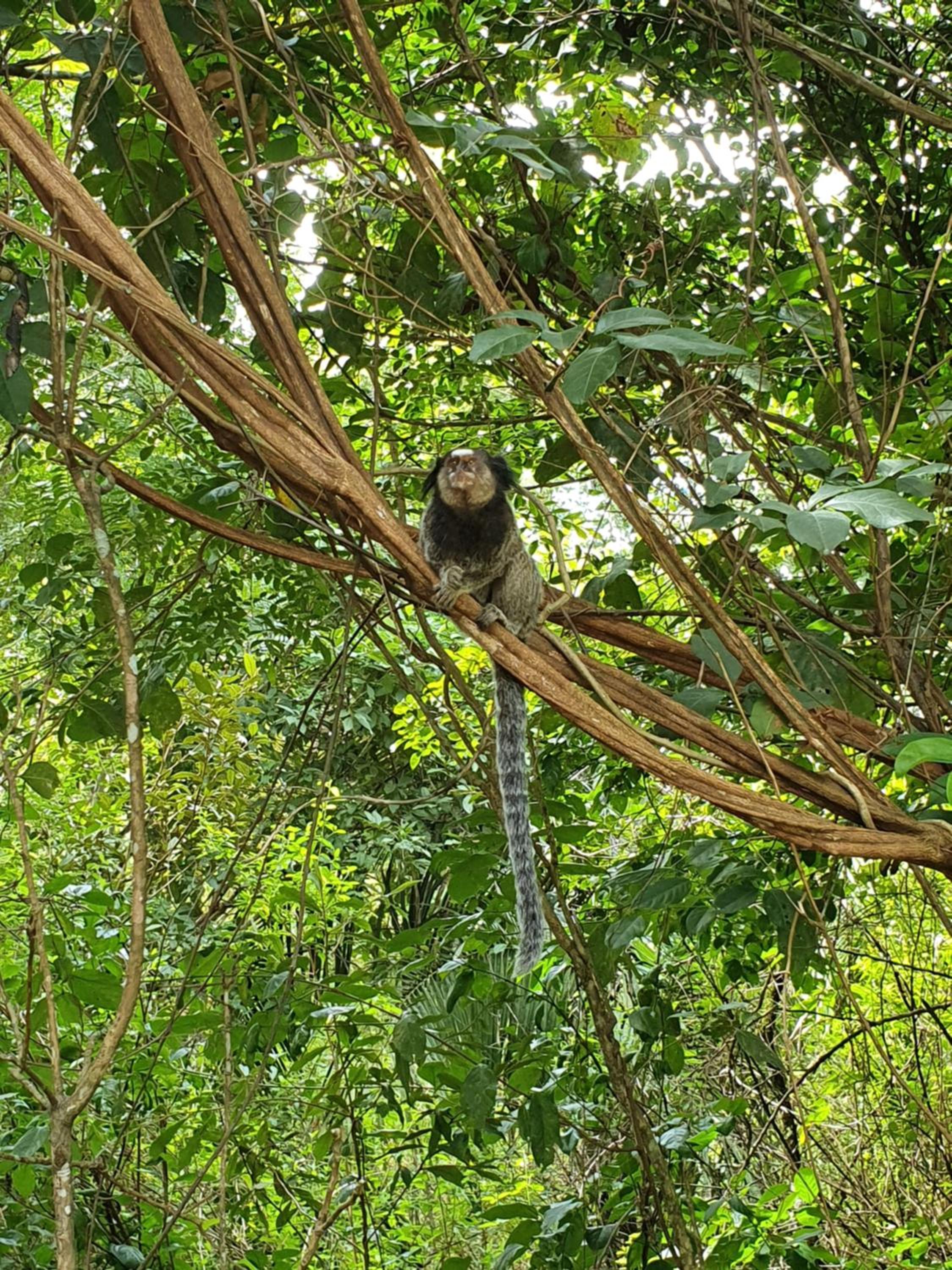 Morada dos Saguis