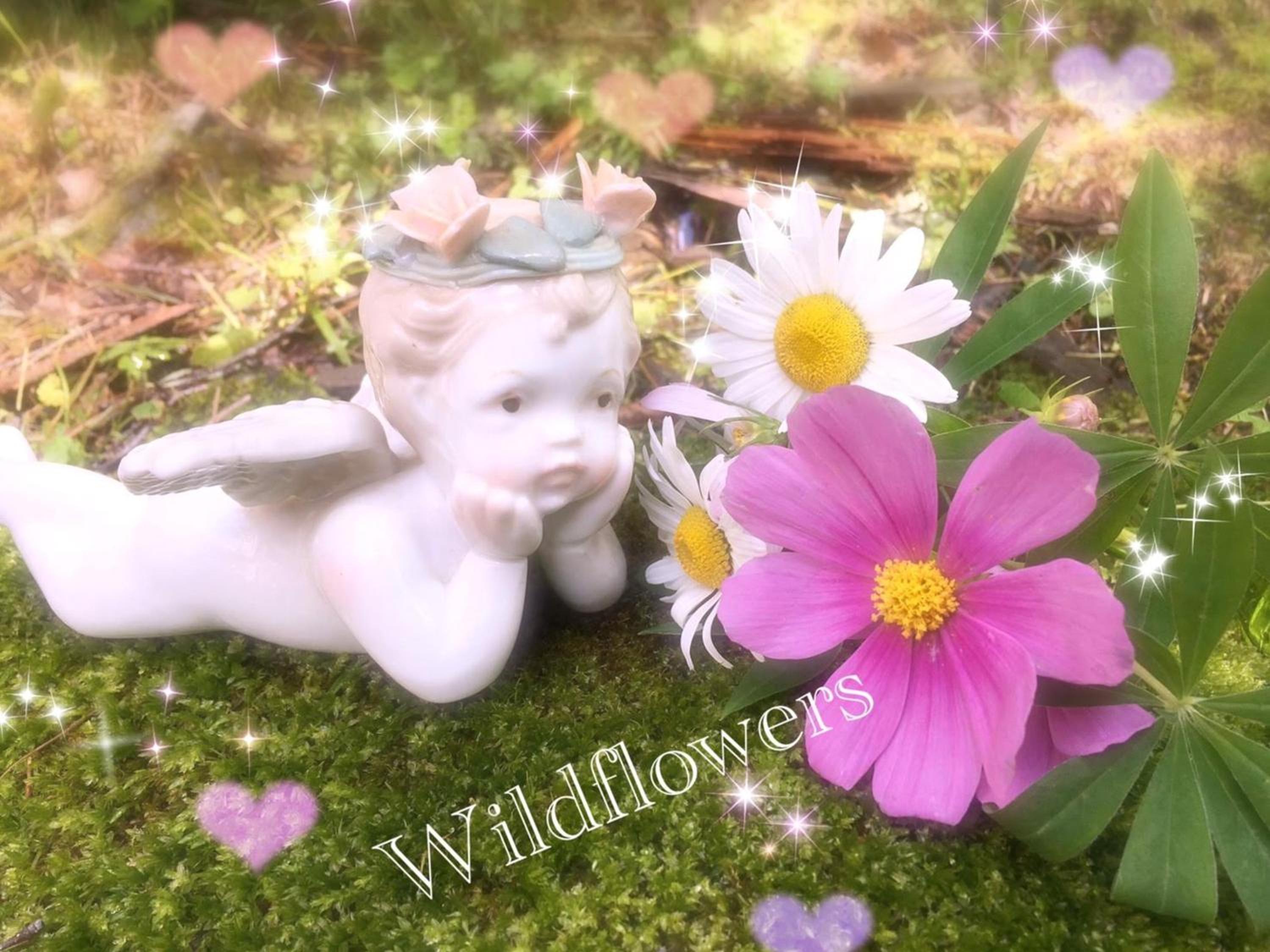 Pension Wildflowers
