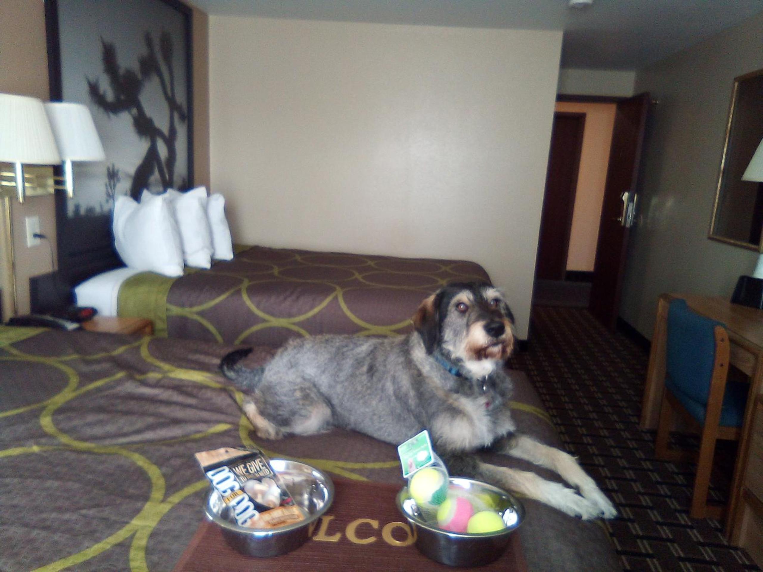 Carson City Vacations - Super 8 by Wyndham Carson City Lake Tahoe - Property Image 36