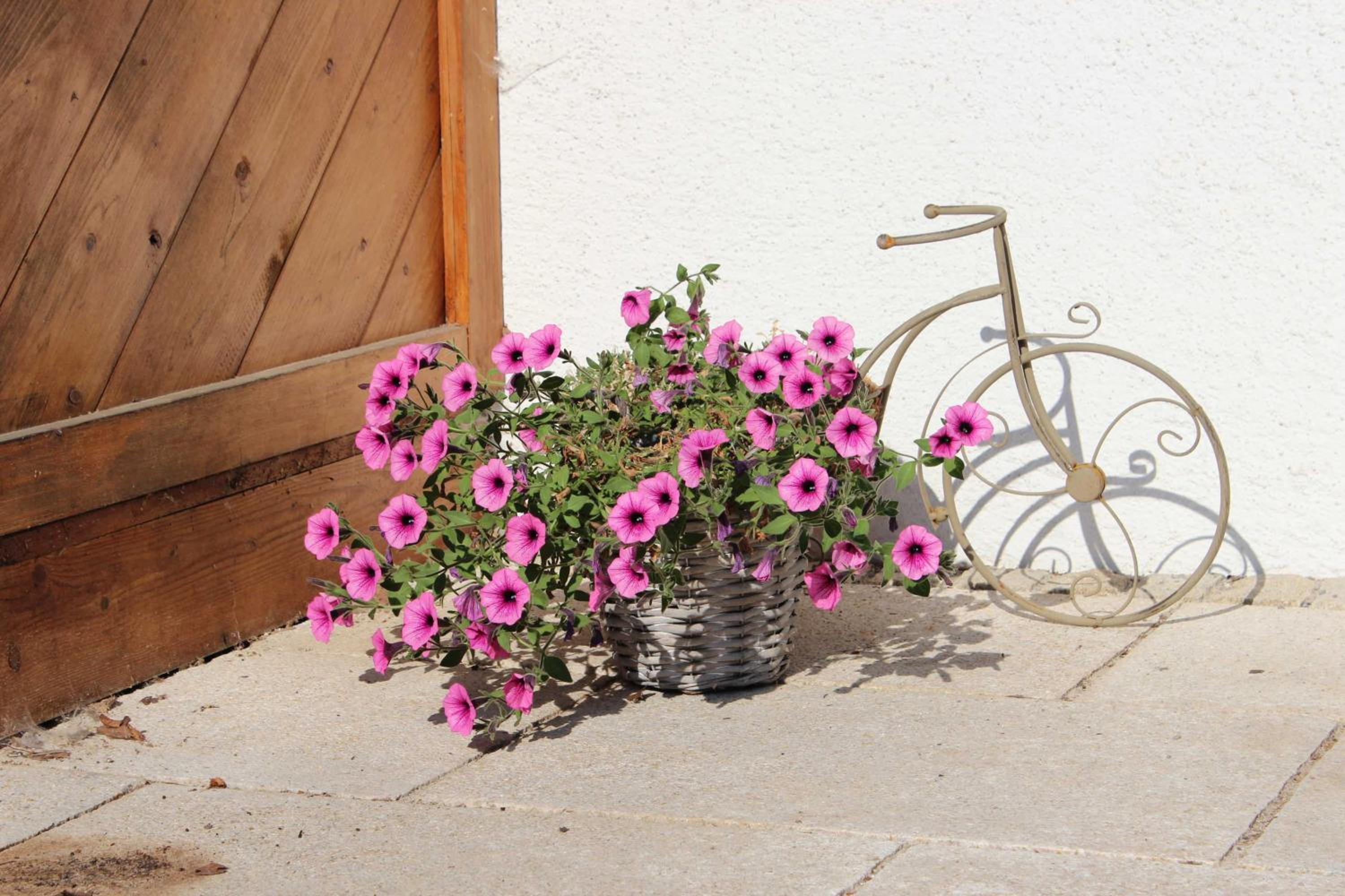 Photo 42