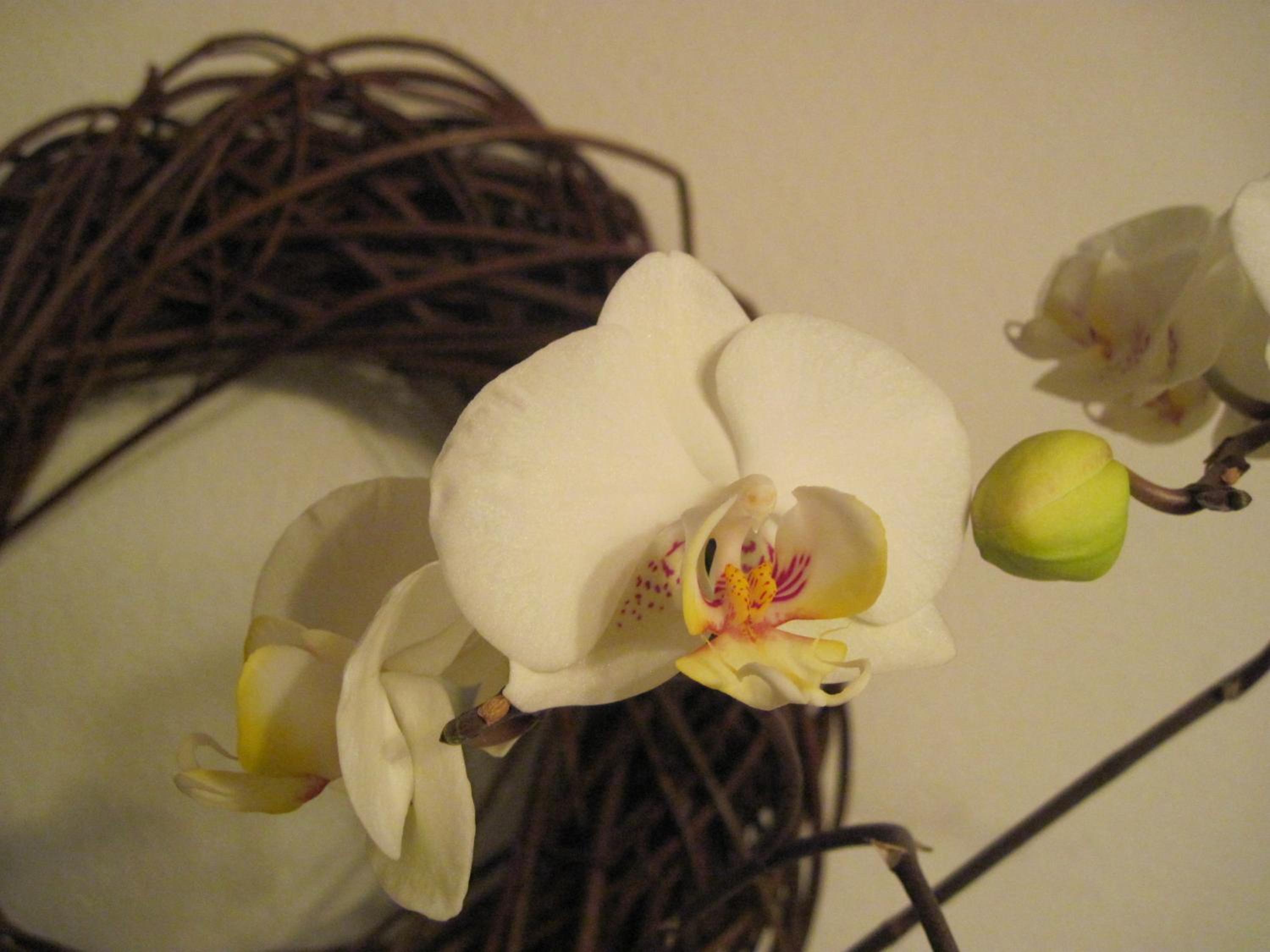 Photo 39