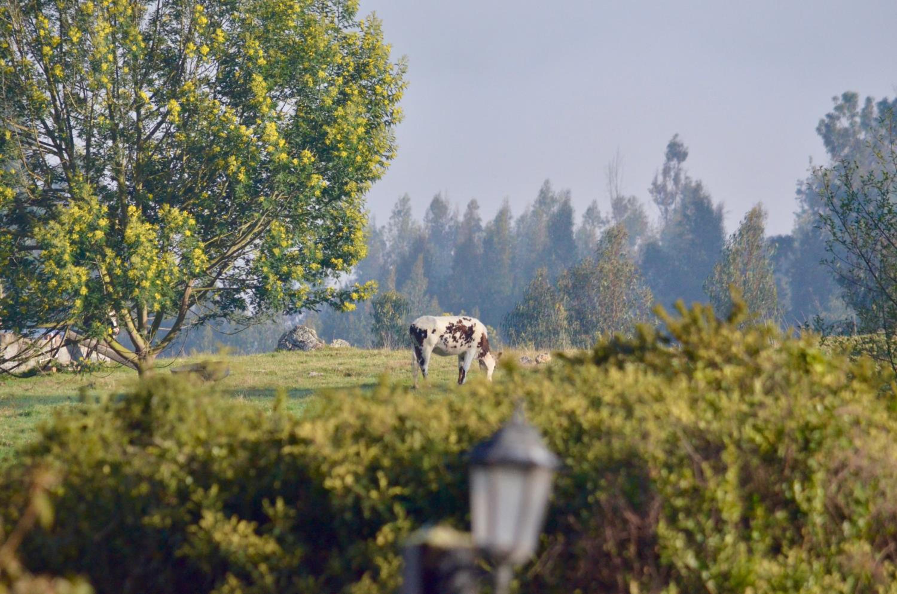 Finca Agrreste