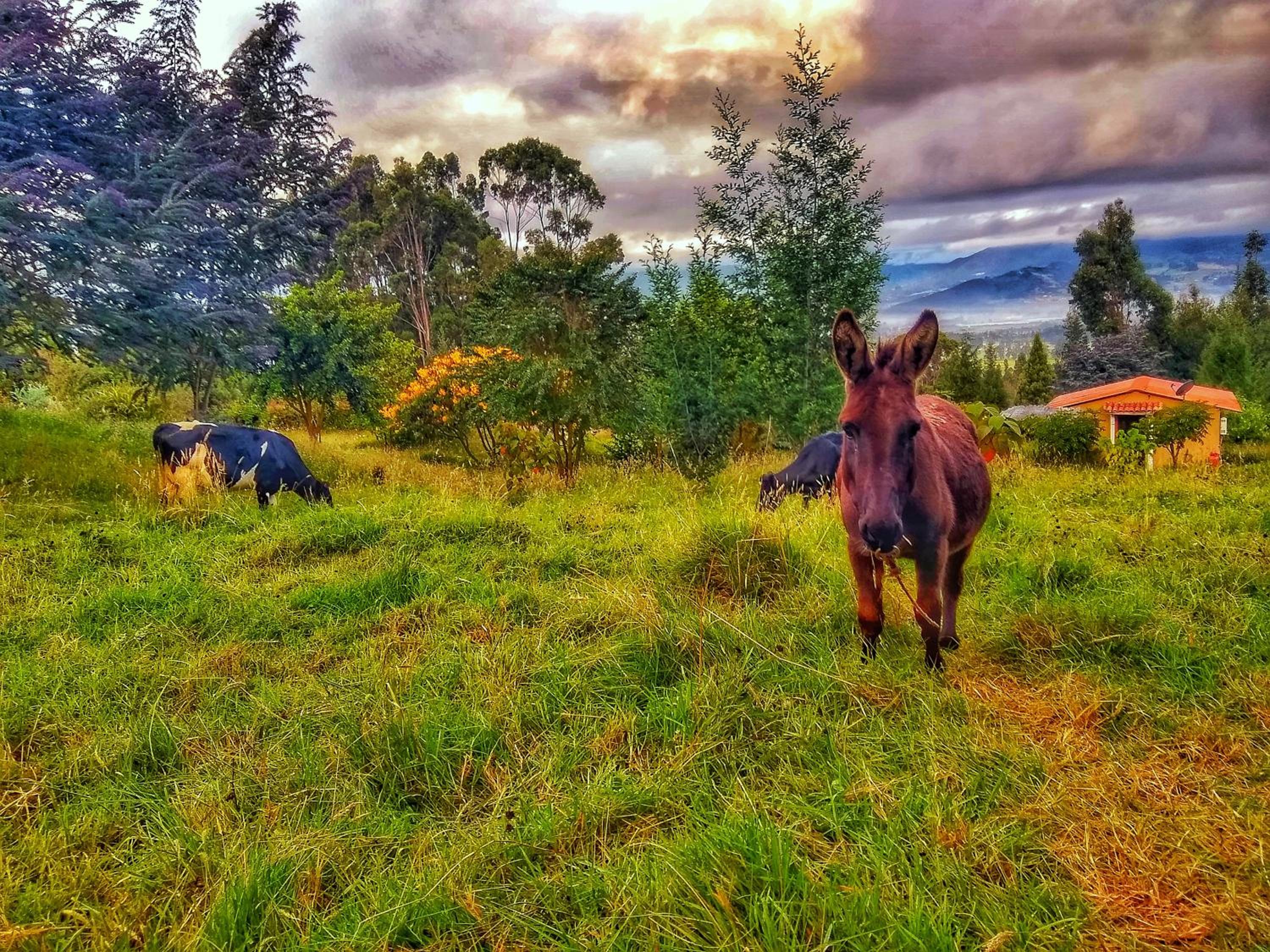 Finca Agrreste