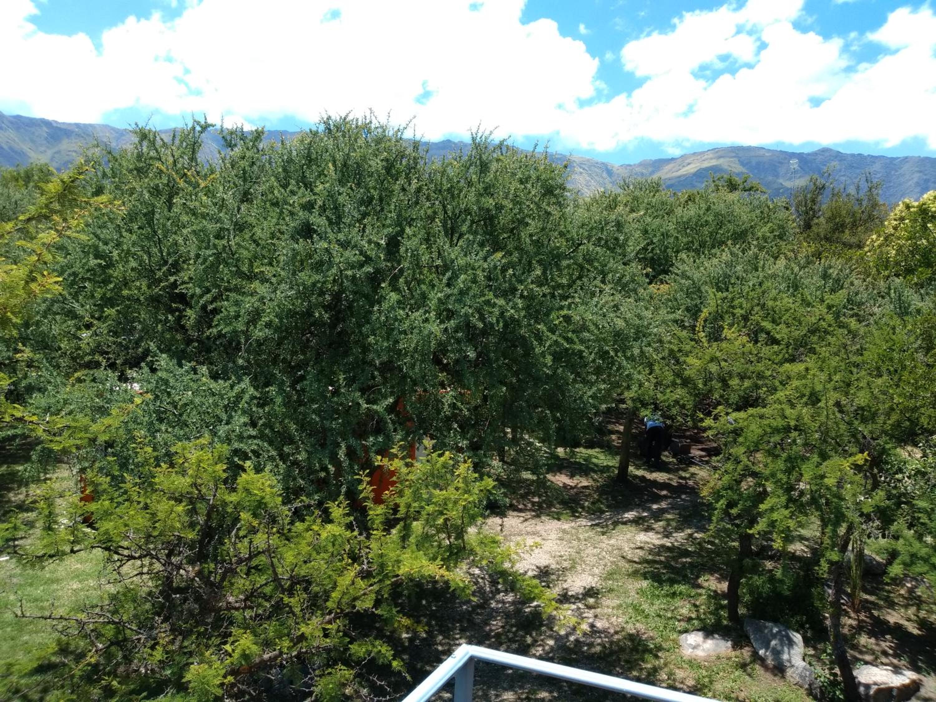 Dorado del Sol