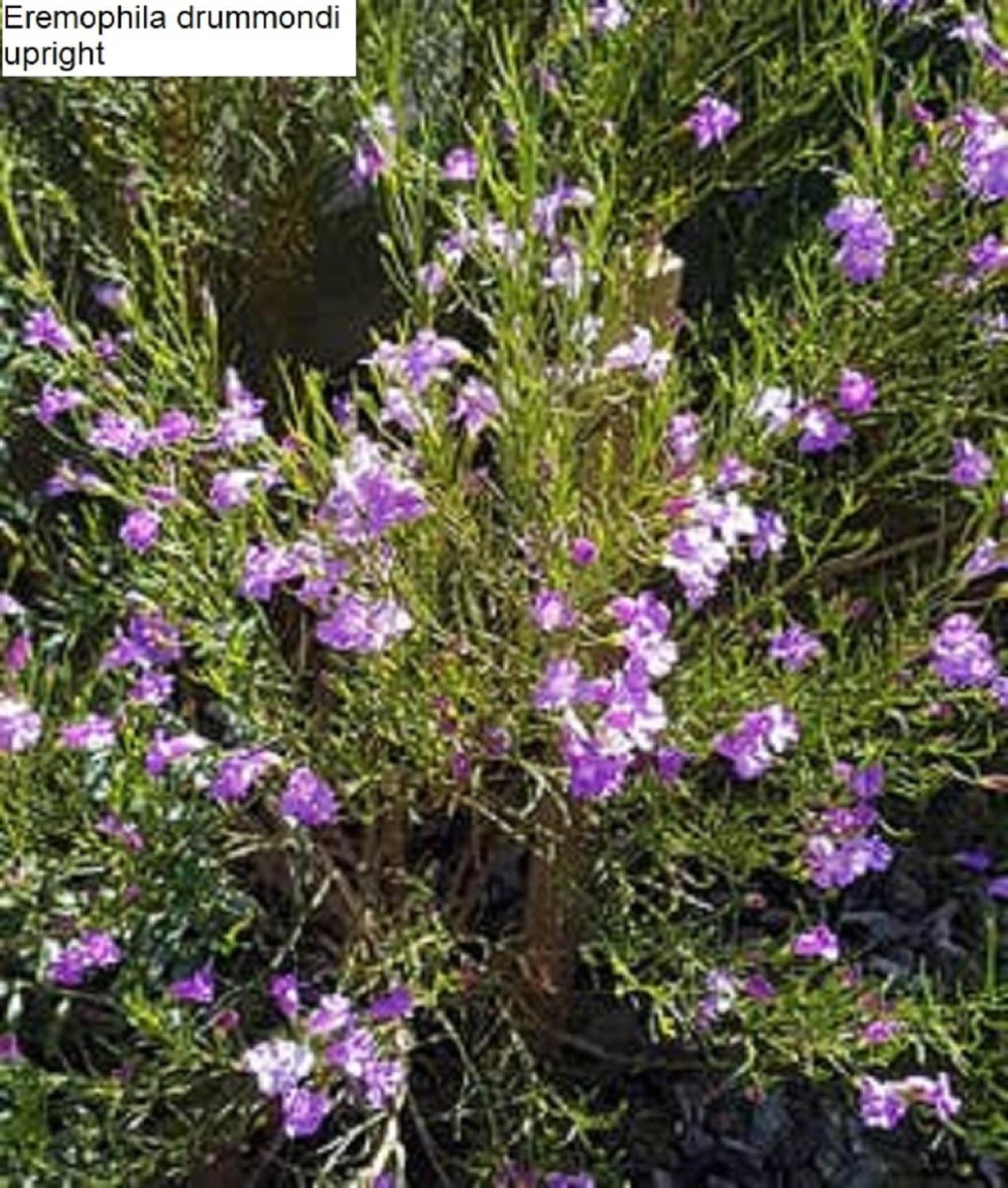 Flinders Ranges Bed and Breakfast