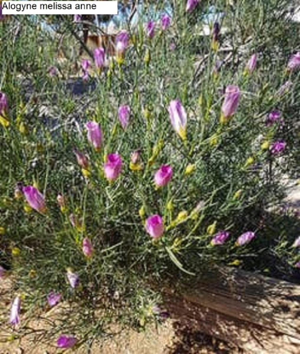 Flinders Ranges Bed and Breakfast