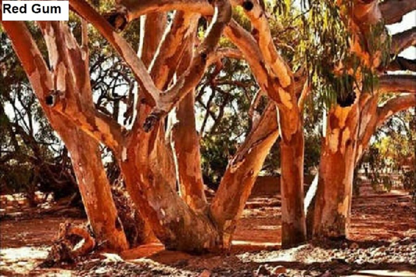 Flinders Ranges Bed and Breakfast