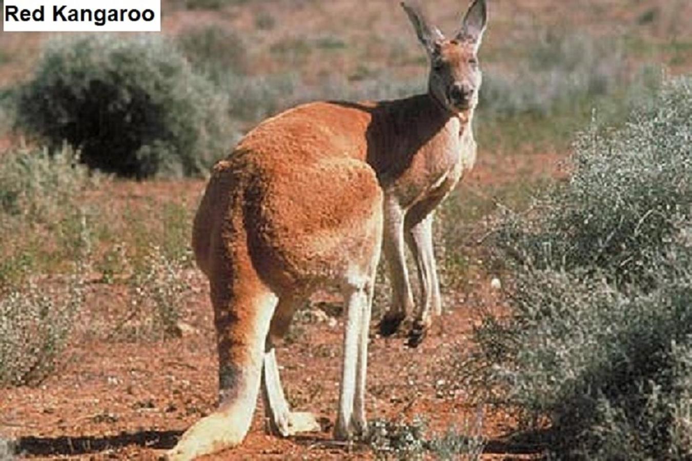 Flinders Ranges Bed and Breakfast