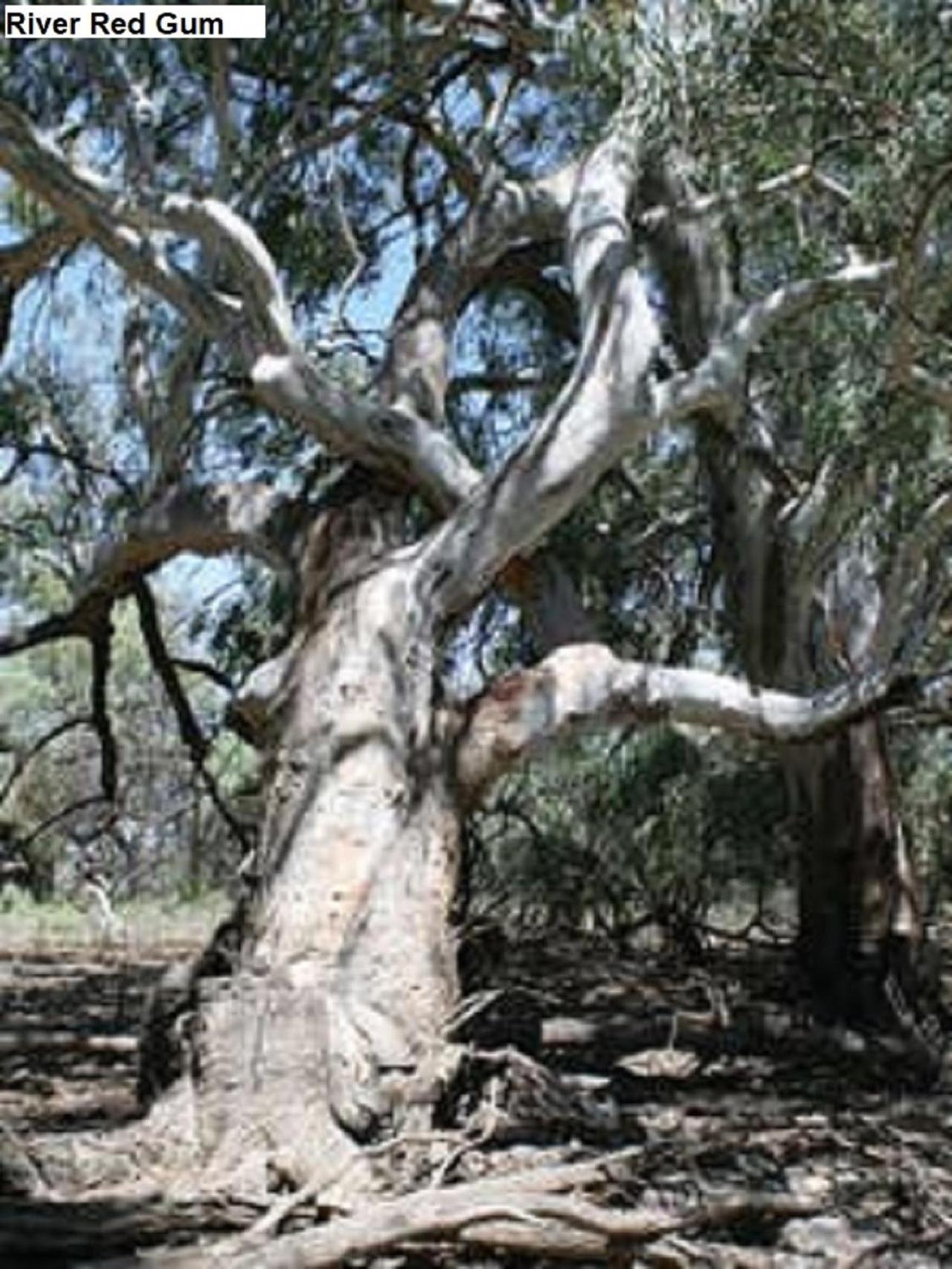 Flinders Ranges Bed and Breakfast