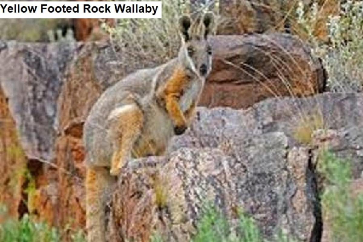 Flinders Ranges Bed and Breakfast