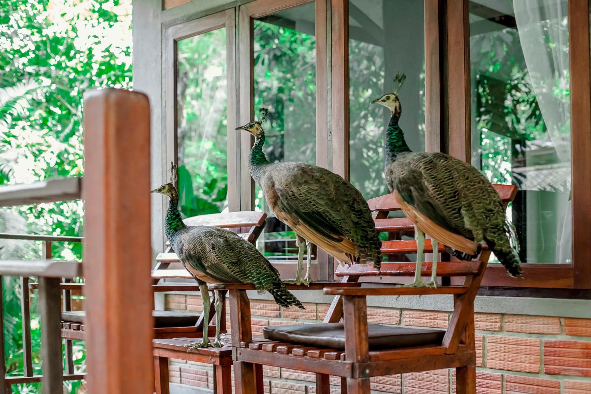 The Vatika Resort and Spa