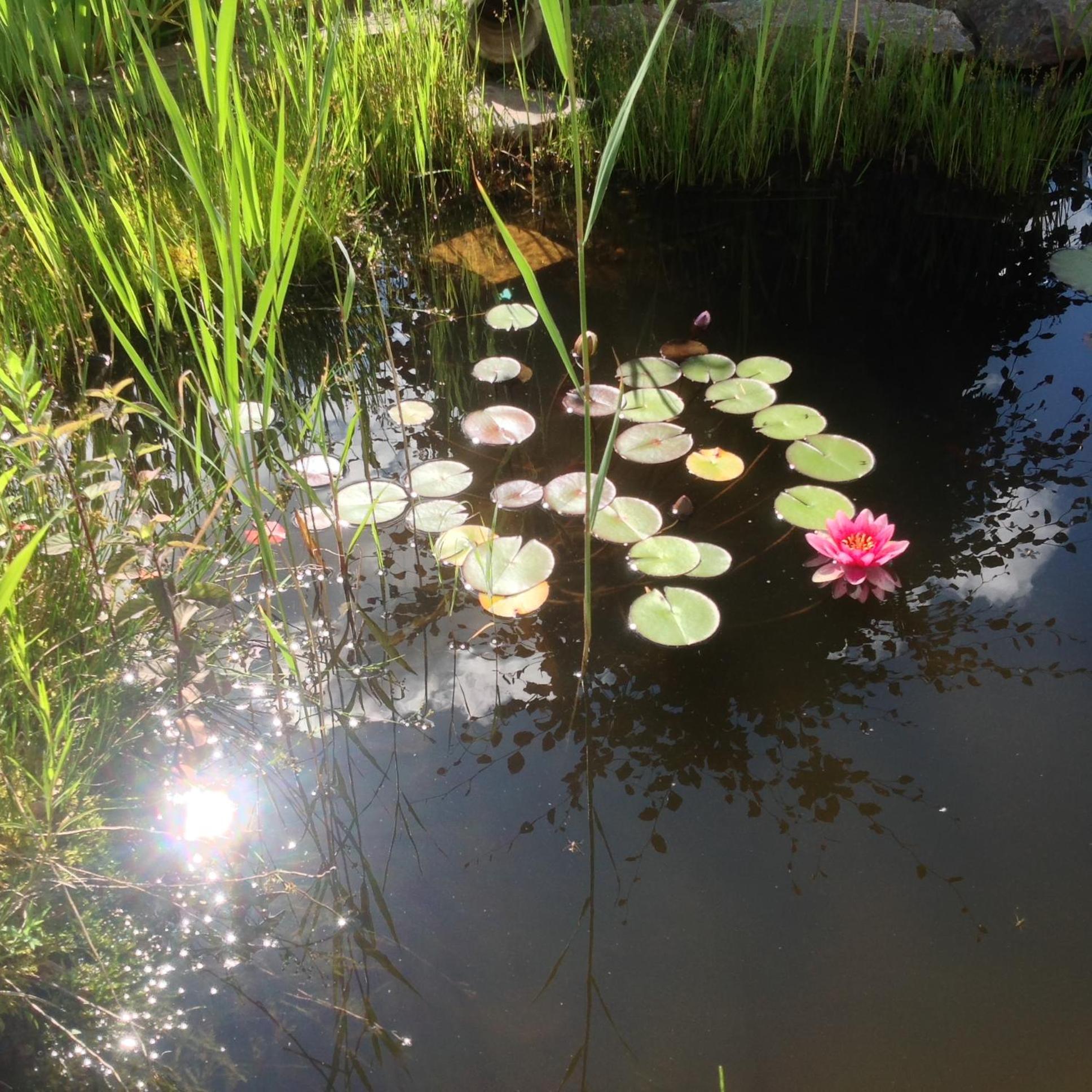 Photo 40