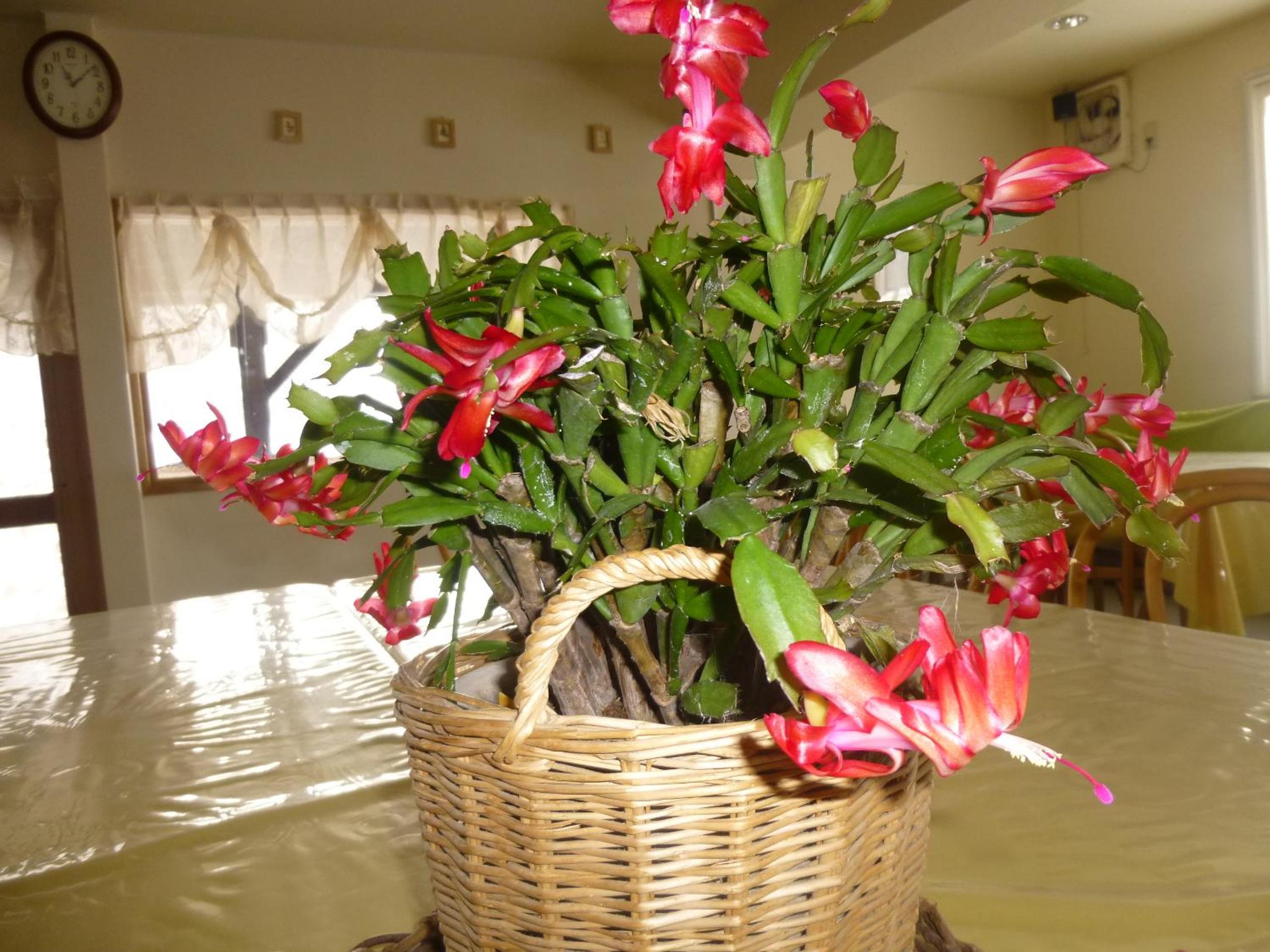Photo 45