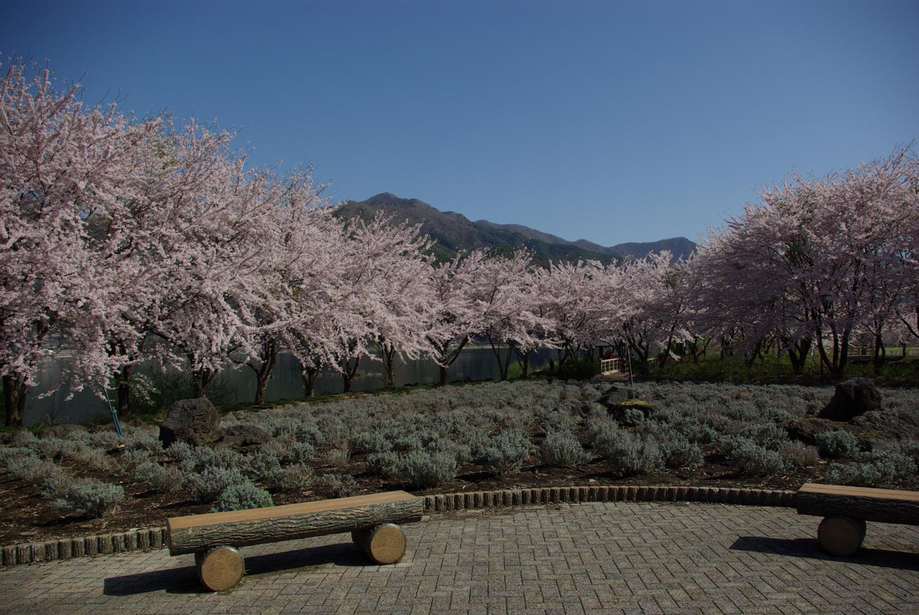 Togawaso